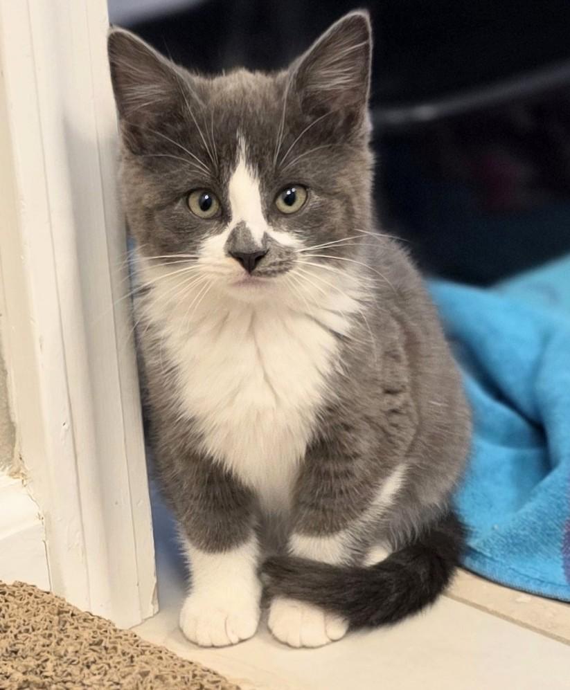 Cumin, an adopted Domestic Short Hair in Bentonville, AR image 2/2