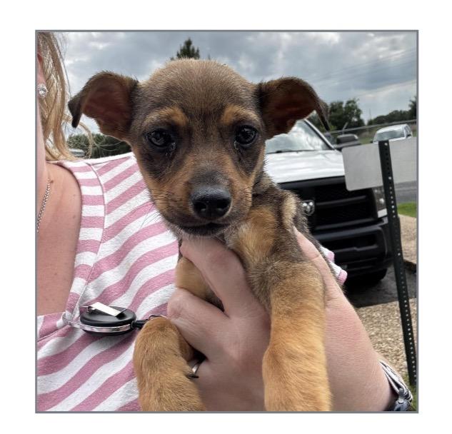 Swiper, Adoptable, Puppy Male Chihuahua & Terrier.