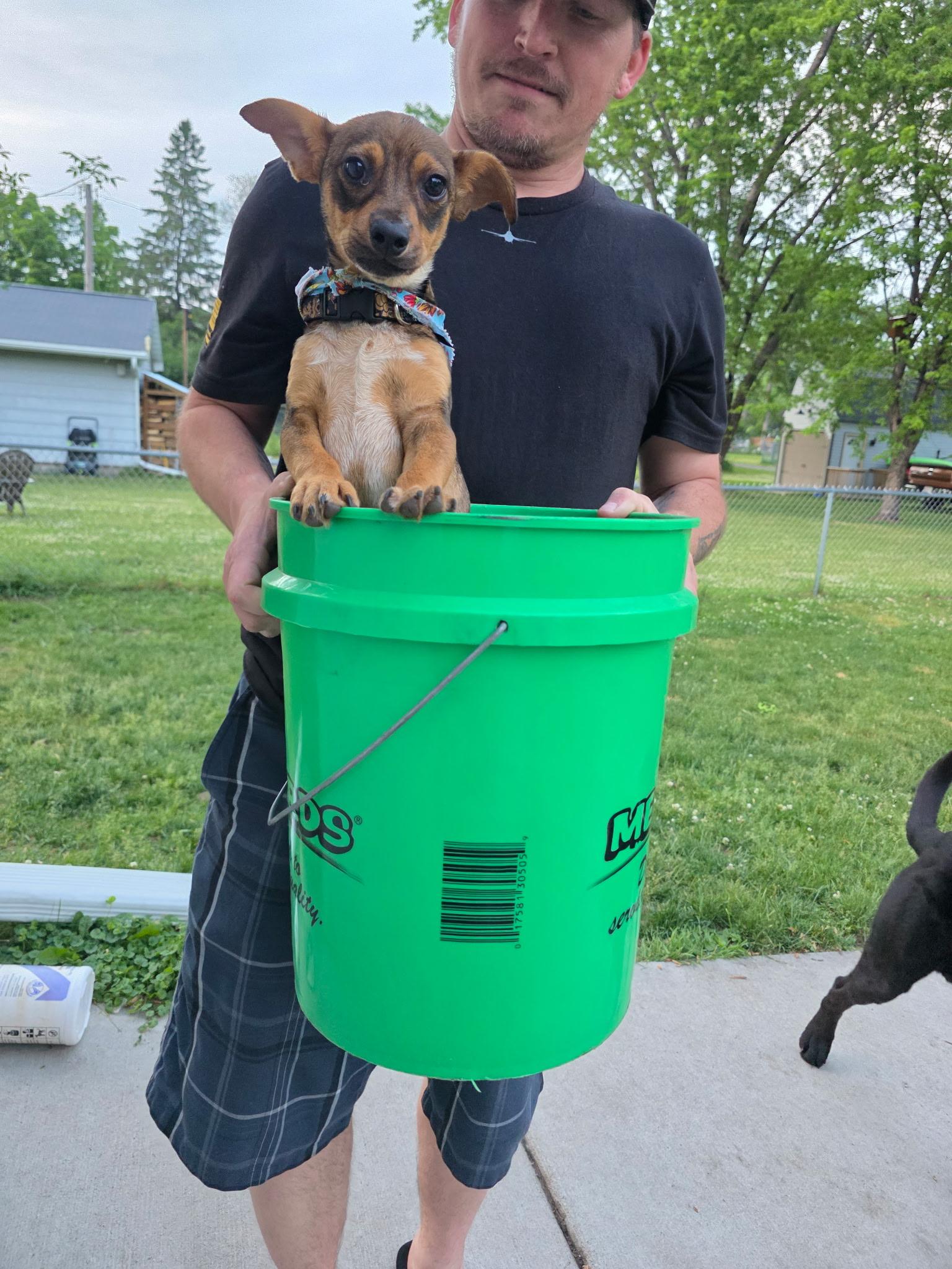 Swiper, Adoptable, Puppy Male Chihuahua & Terrier.
