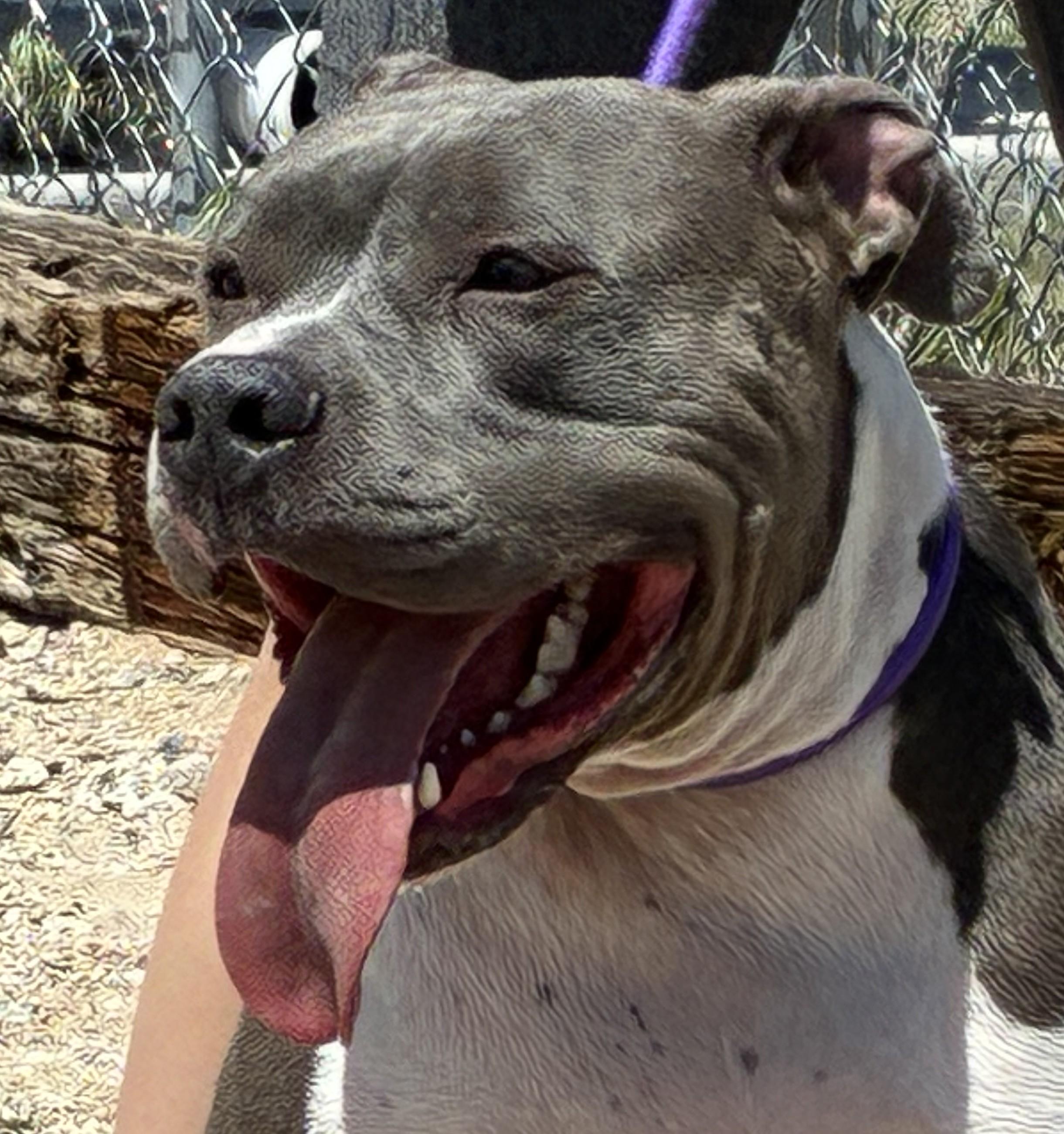 Enlarge Creed, a ADOPTABLE Pit Bull Terrier in Greeley, CO image 4/4