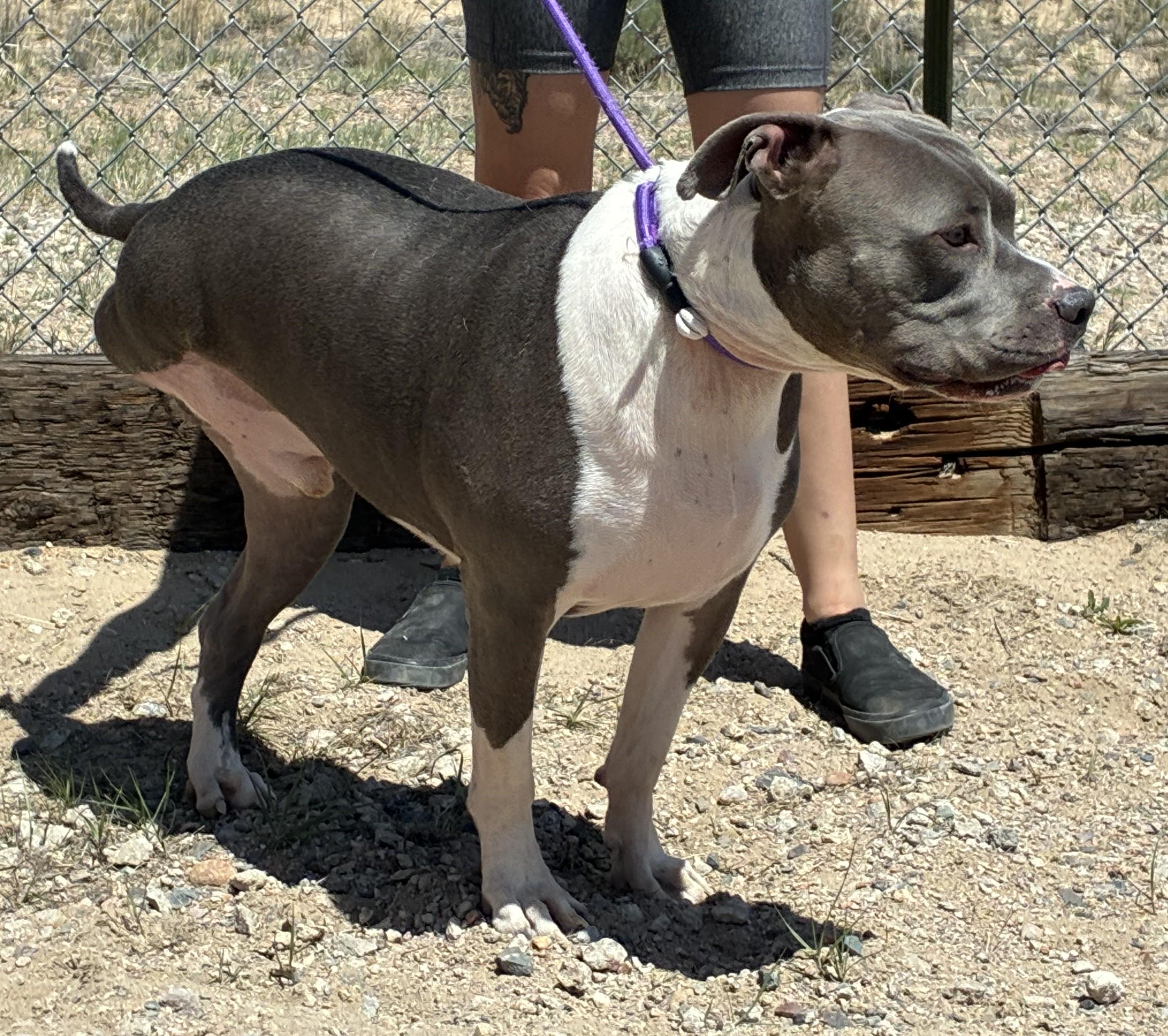 Enlarge Creed, a ADOPTABLE Pit Bull Terrier in Greeley, CO image 2/4