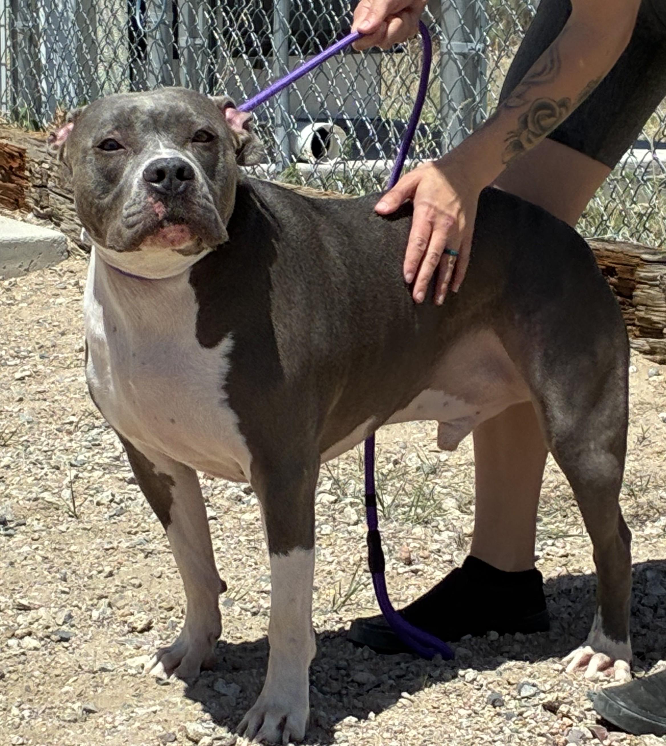 Enlarge Creed, a ADOPTABLE Pit Bull Terrier in Greeley, CO image 3/4