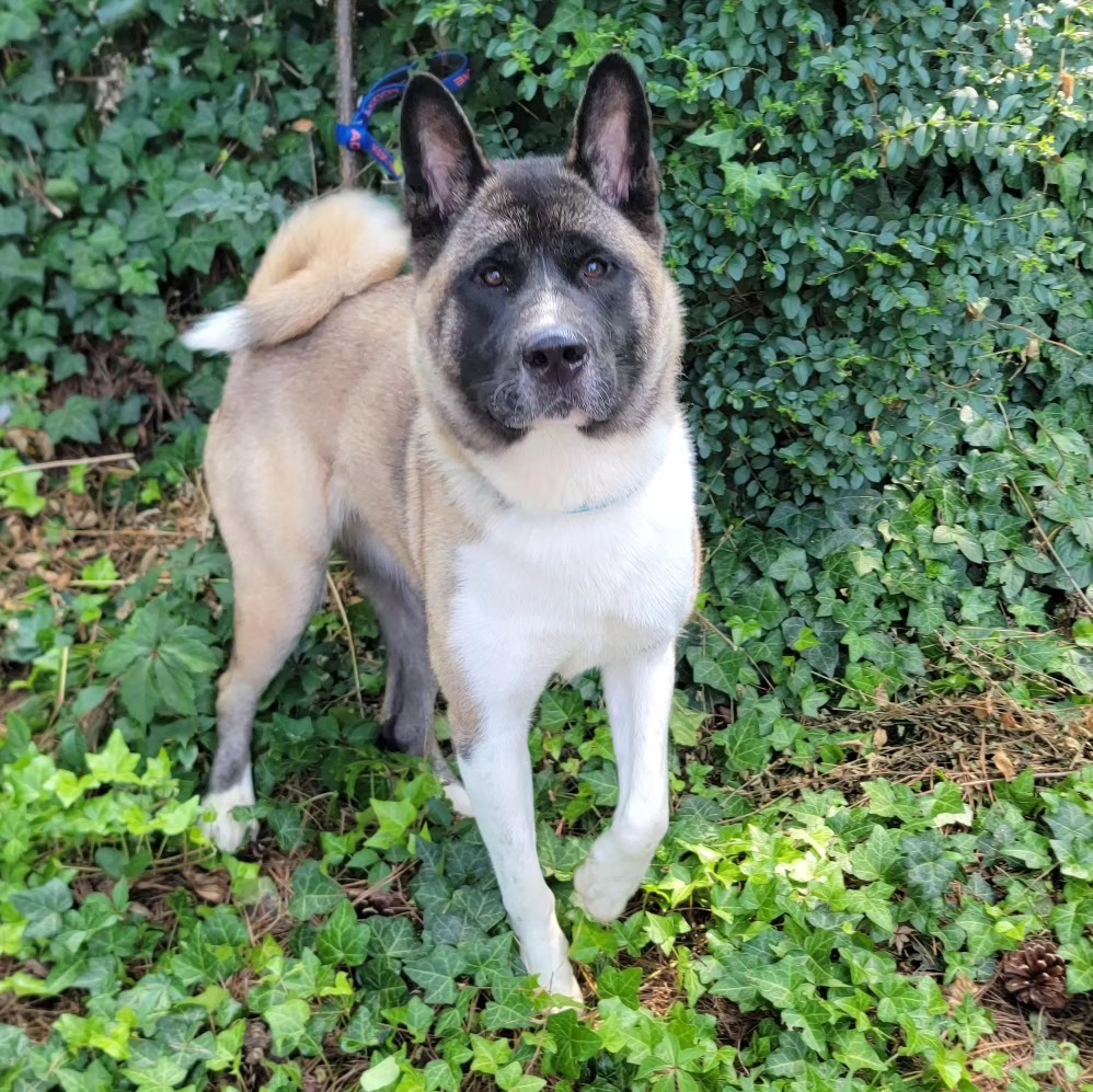 Sable, Adoptable, Young Female Akita.