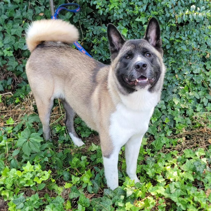 Sable, a Adoptable Akita in Chesapeake, VA image 2/4