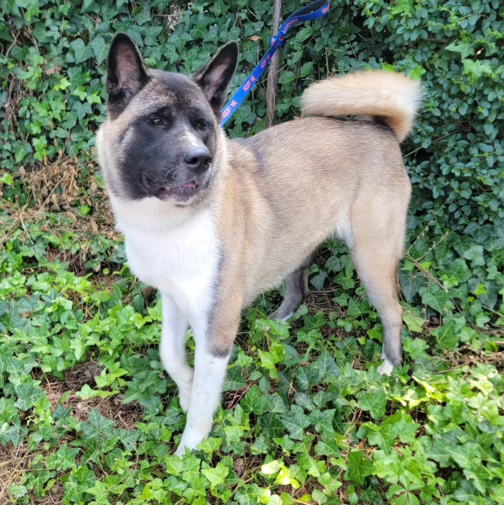 Sable, a Adoptable Akita in Chesapeake, VA image 3/4
