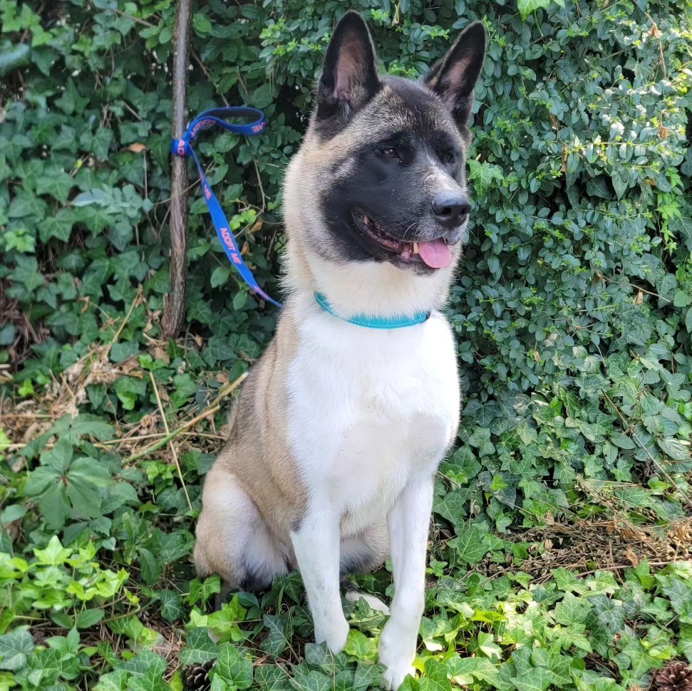 Sable, a Adoptable Akita in Chesapeake, VA image 4/4