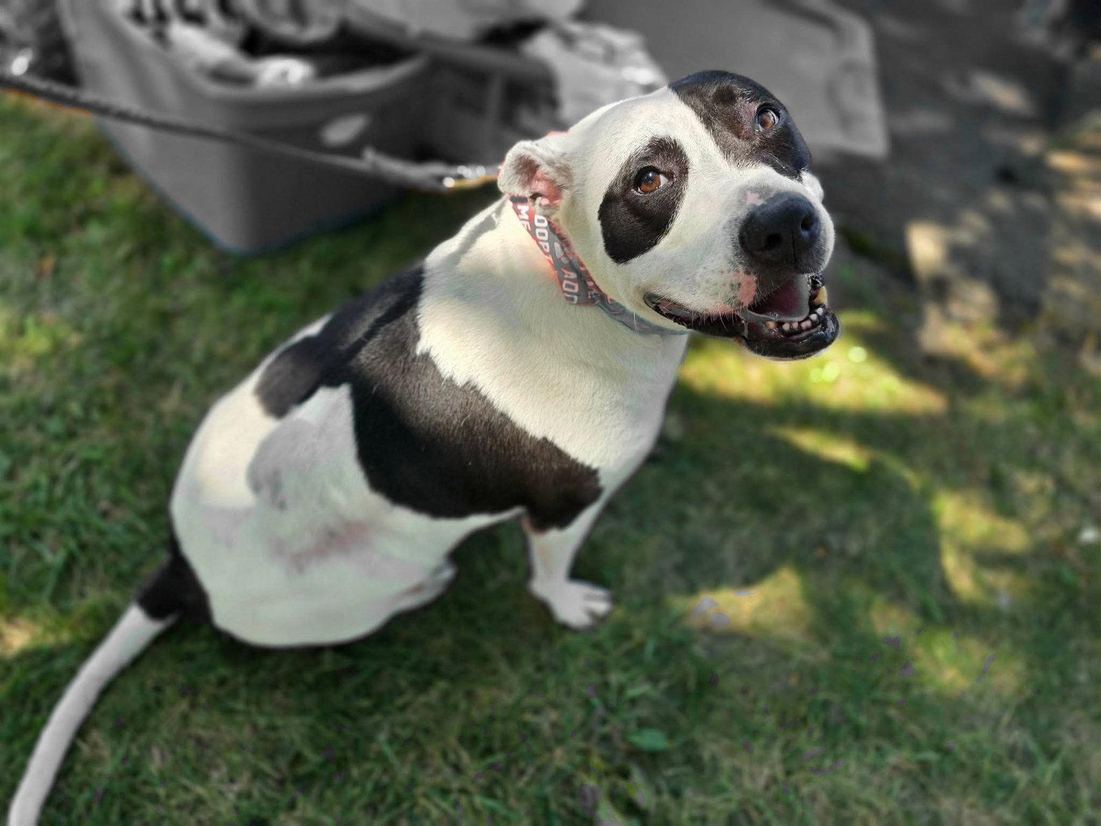 Enlarge Rory, a Adoptable Pit Bull Terrier in Germantown, OH image 1/3