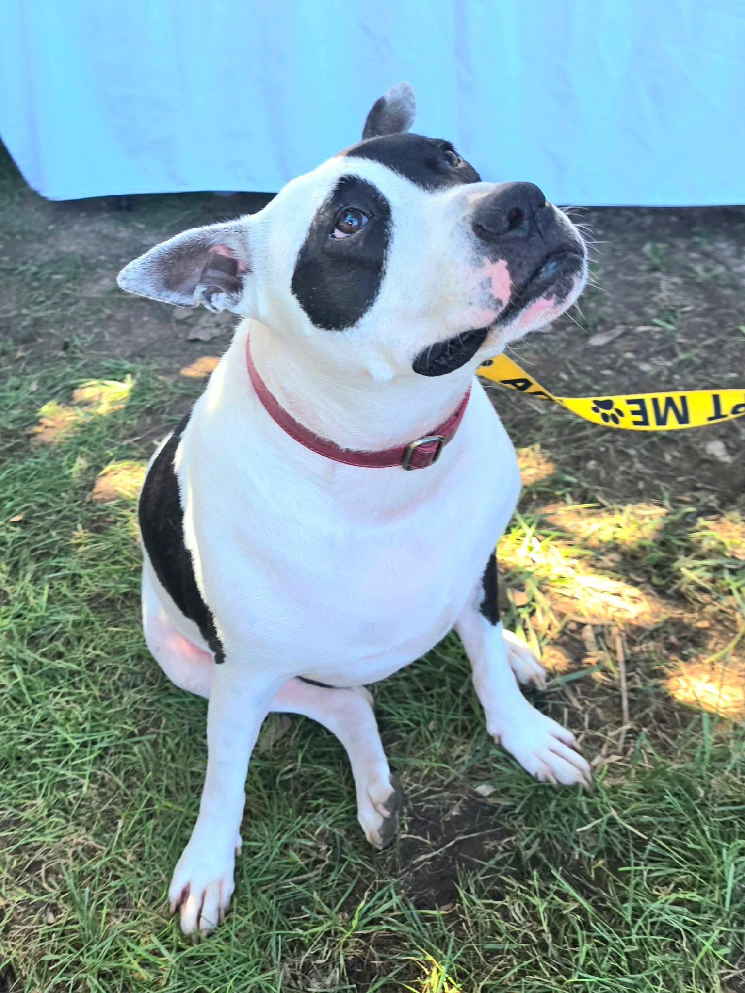 Enlarge Rory, a Adoptable Pit Bull Terrier in Germantown, OH image 2/3