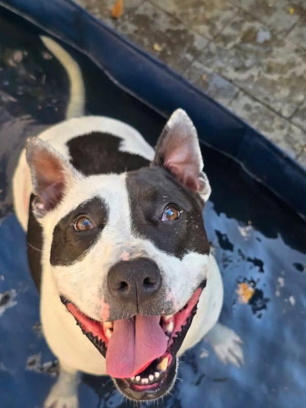 Rory, Adoptable, Adult Male Pit Bull Terrier.