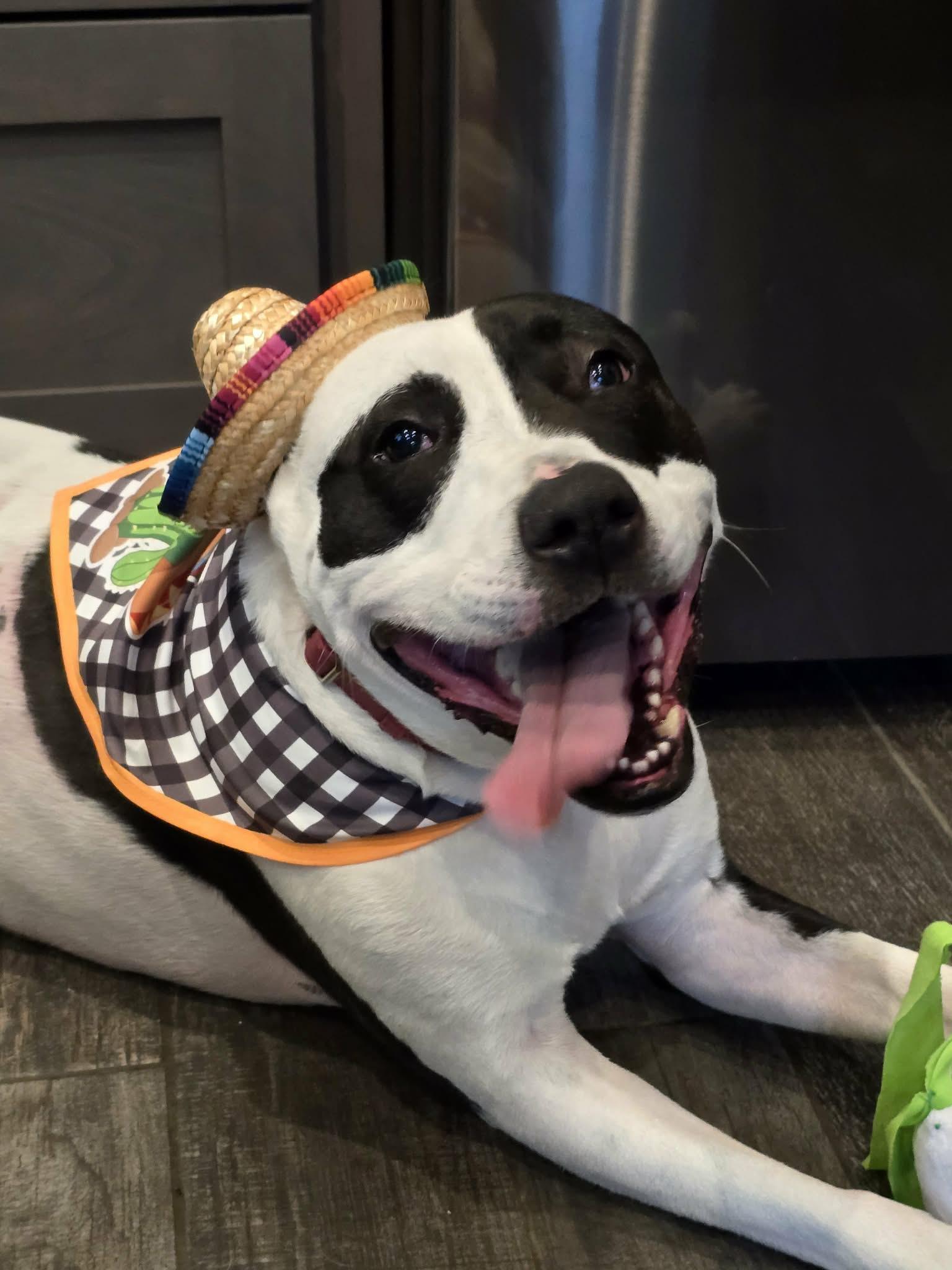Enlarge Rory, a Adoptable Pit Bull Terrier in Germantown, OH image 2/3