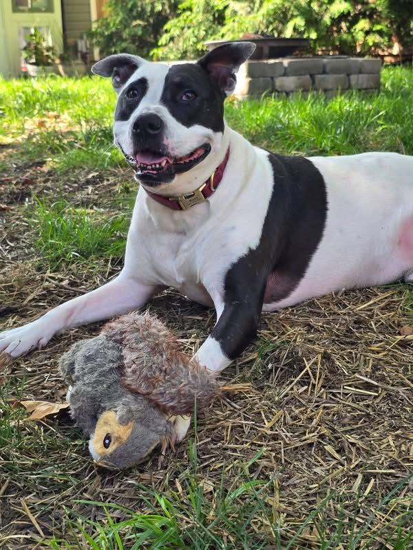 Rory, a Adoptable Pit Bull Terrier in Germantown, OH image 2/3