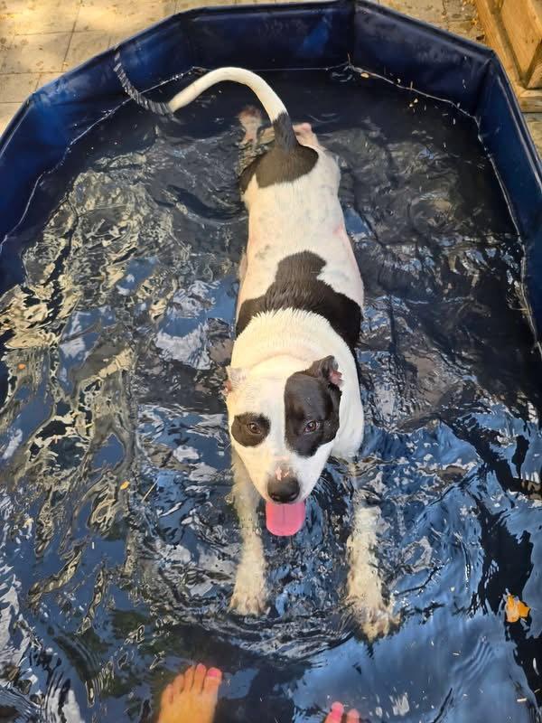 Rory, a Adoptable Pit Bull Terrier in Germantown, OH image 3/3