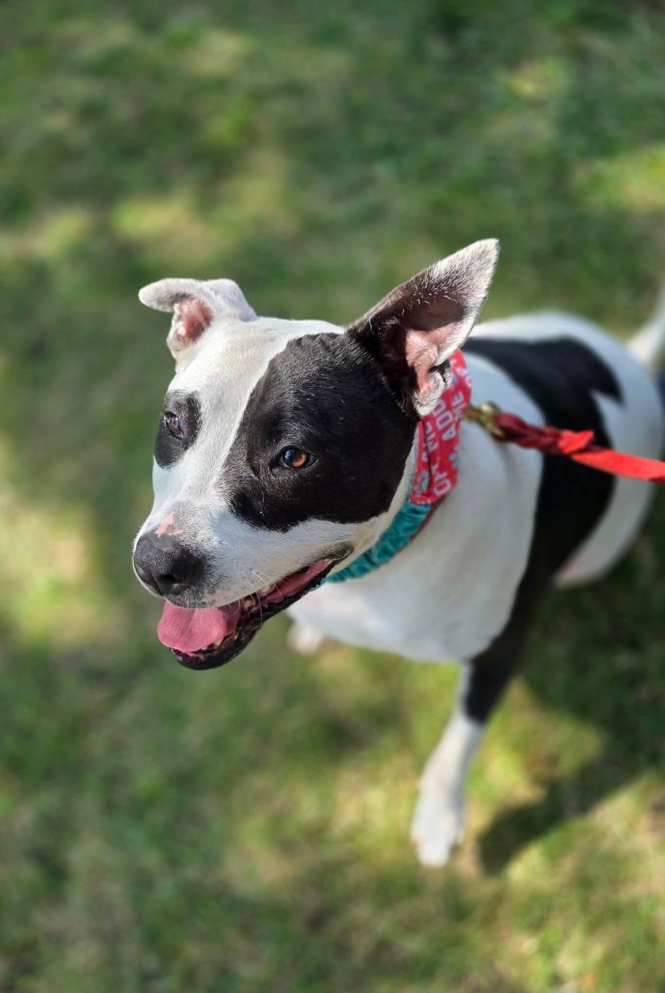 Enlarge Rory, a Adoptable Pit Bull Terrier in Germantown, OH image 2/3