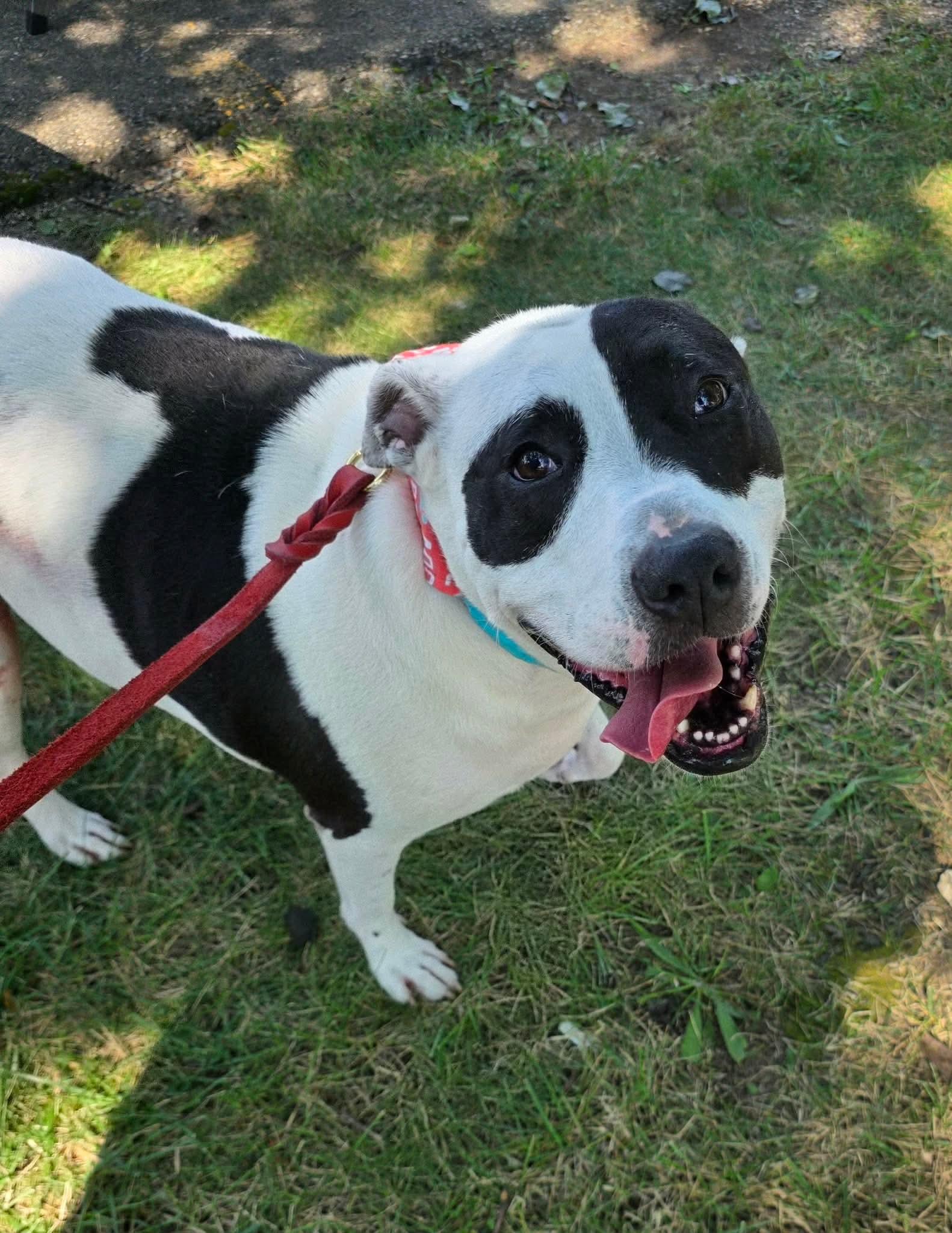 Enlarge Rory, a Adoptable Pit Bull Terrier in Germantown, OH image 3/3
