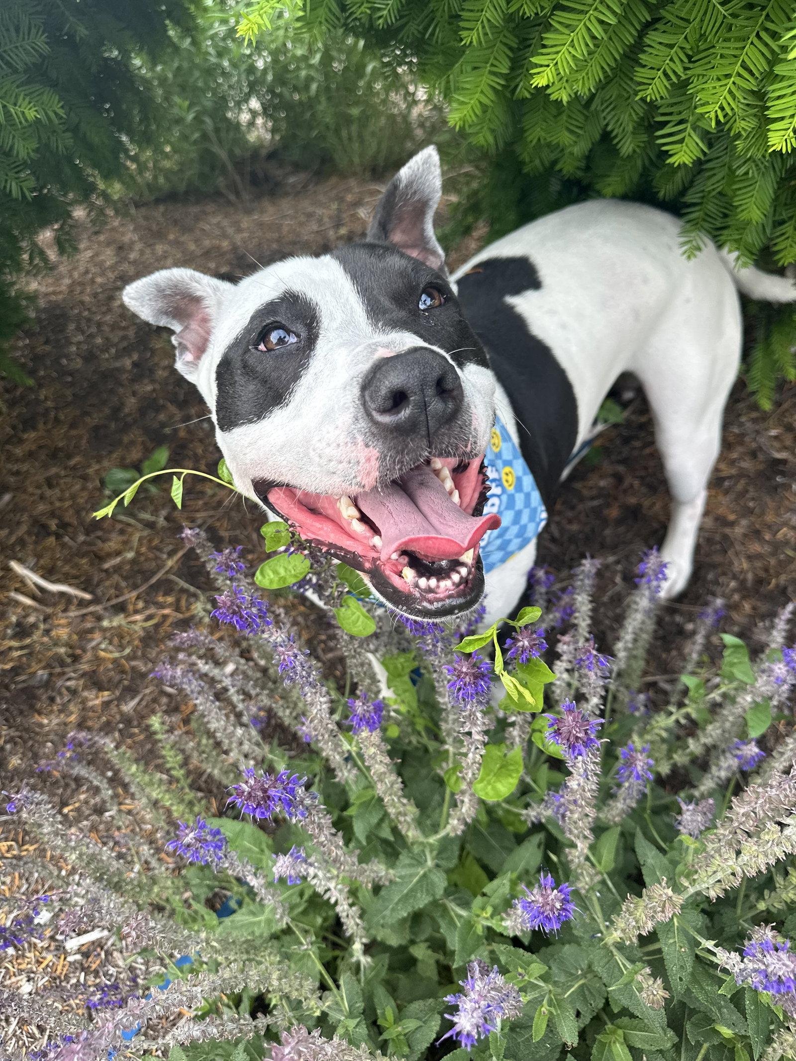 Enlarge Rory, a Adoptable Pit Bull Terrier in Germantown, OH image 3/3