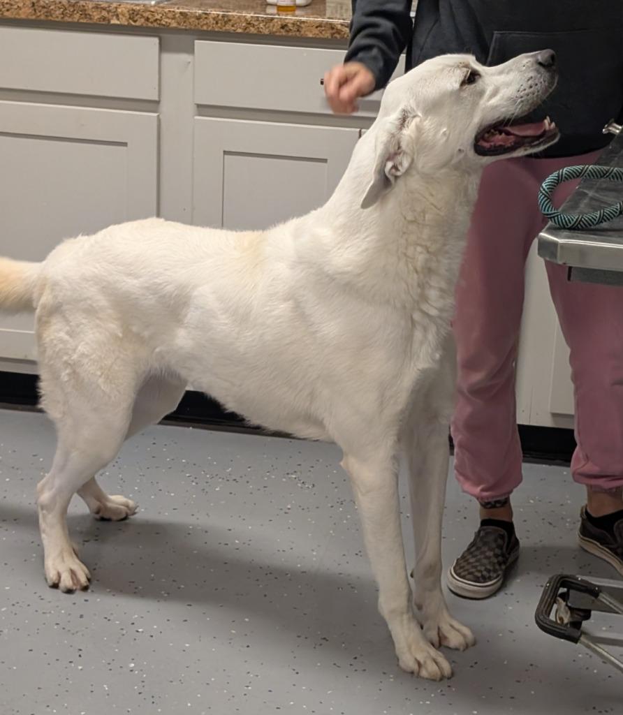 Enlarge Comet, a Adoptable mixed breed in Seven Points, TX image 2/4