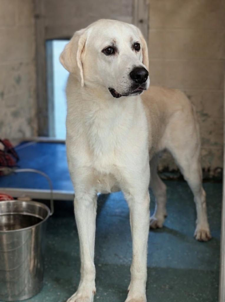 Enlarge Comet, a Adoptable mixed breed in Seven Points, TX image 3/4