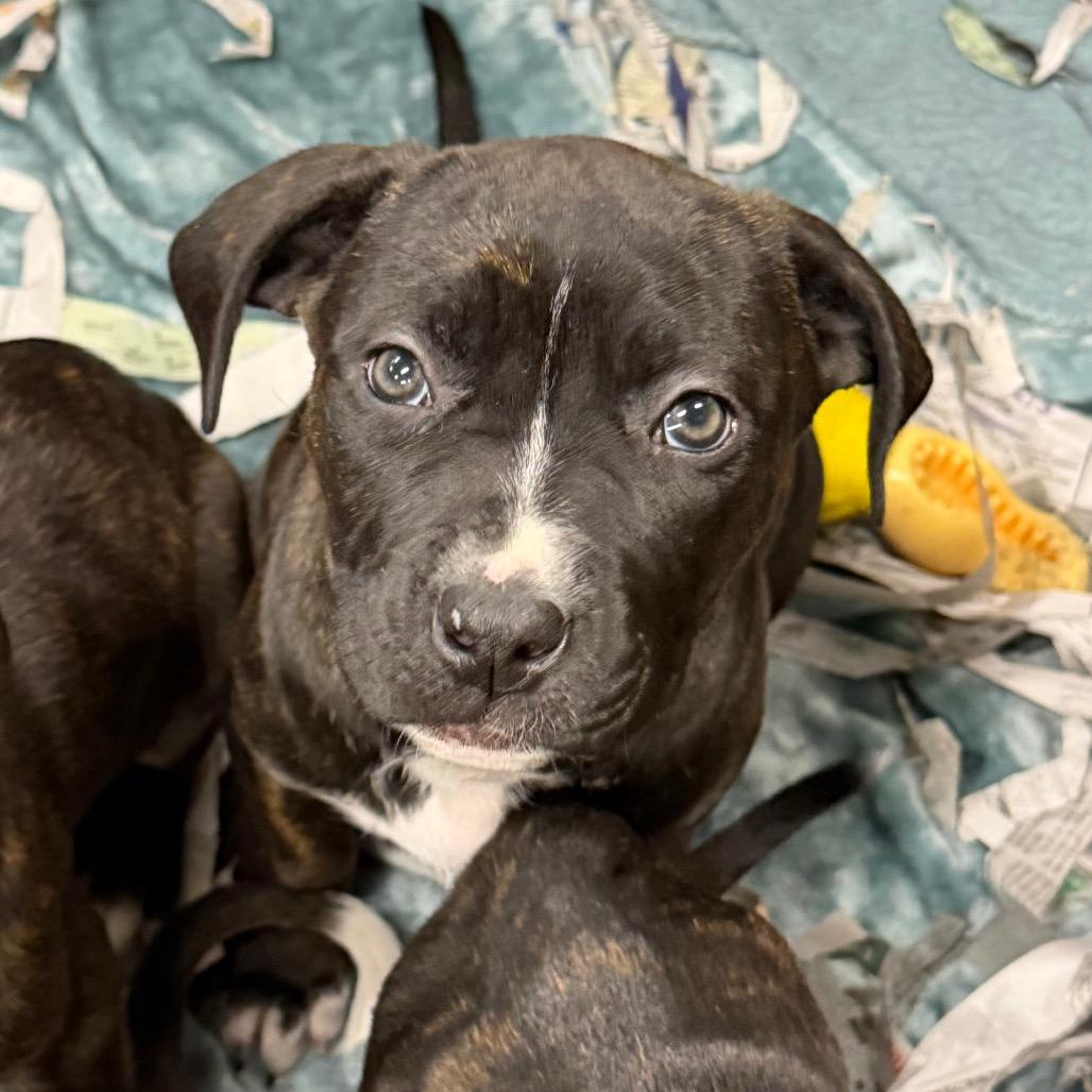 Enlarge Maybelle, a Adoptable Mixed Breed in DeKalb, IL image 1/3