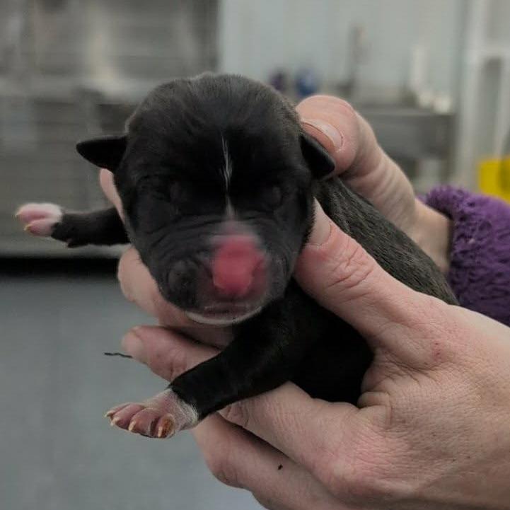 Enlarge Maybelle, a Adoptable Mixed Breed in DeKalb, IL image 3/3