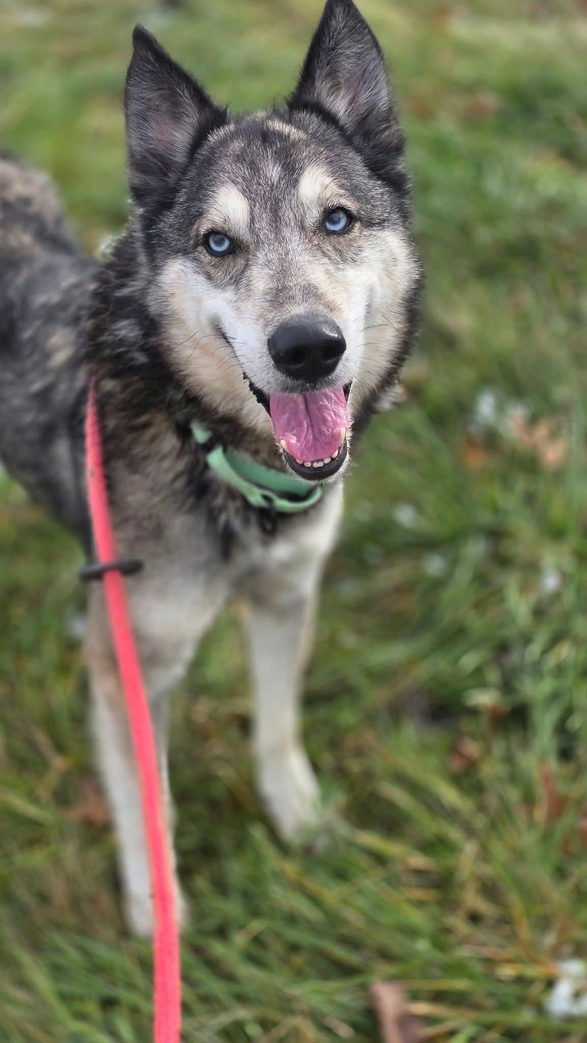 Enlarge Goodleaf, an adopted Husky in Youngstown, OH image 3/6