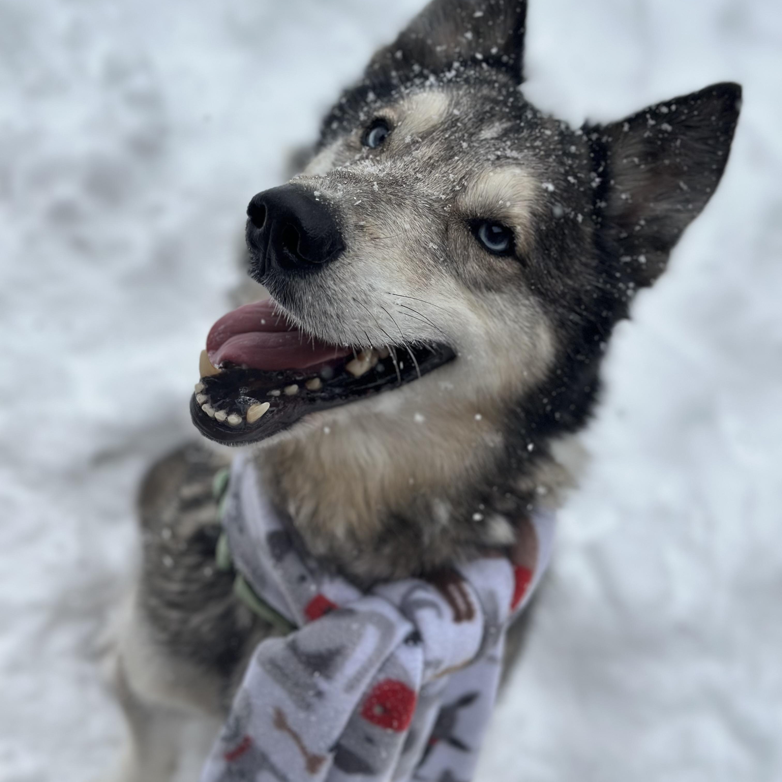 Enlarge Goodleaf, an adopted Husky in Youngstown, OH image 2/6