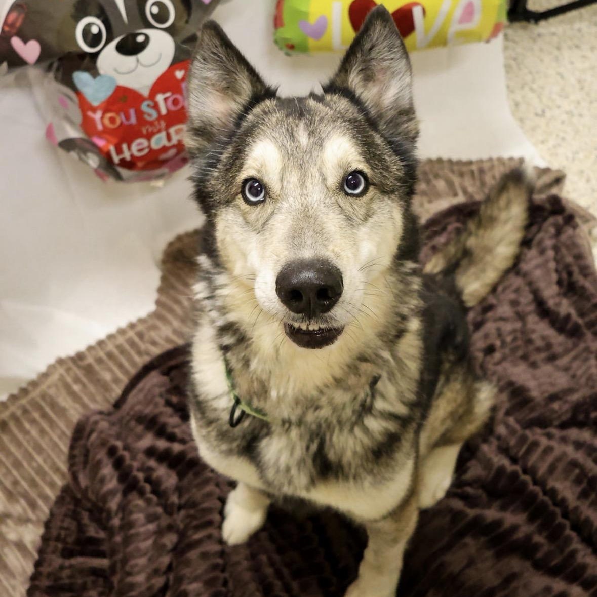 Enlarge Goodleaf, an adopted Husky in Youngstown, OH image 1/6