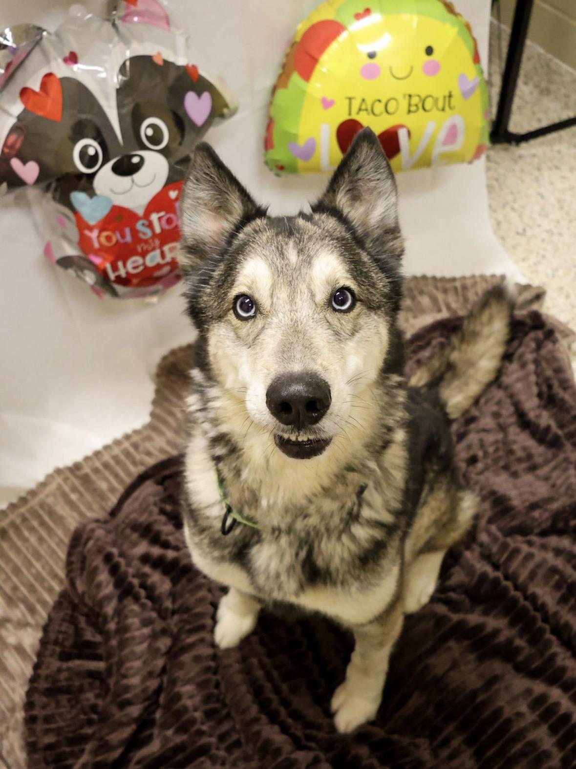 Enlarge Goodleaf, an adopted Husky in Youngstown, OH image 4/6