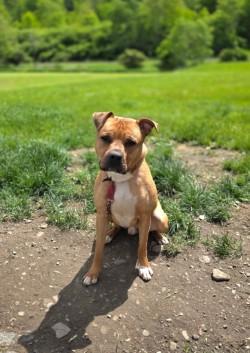 Joe *available for adoption special*, Adoptable, Adult Male American Bully.