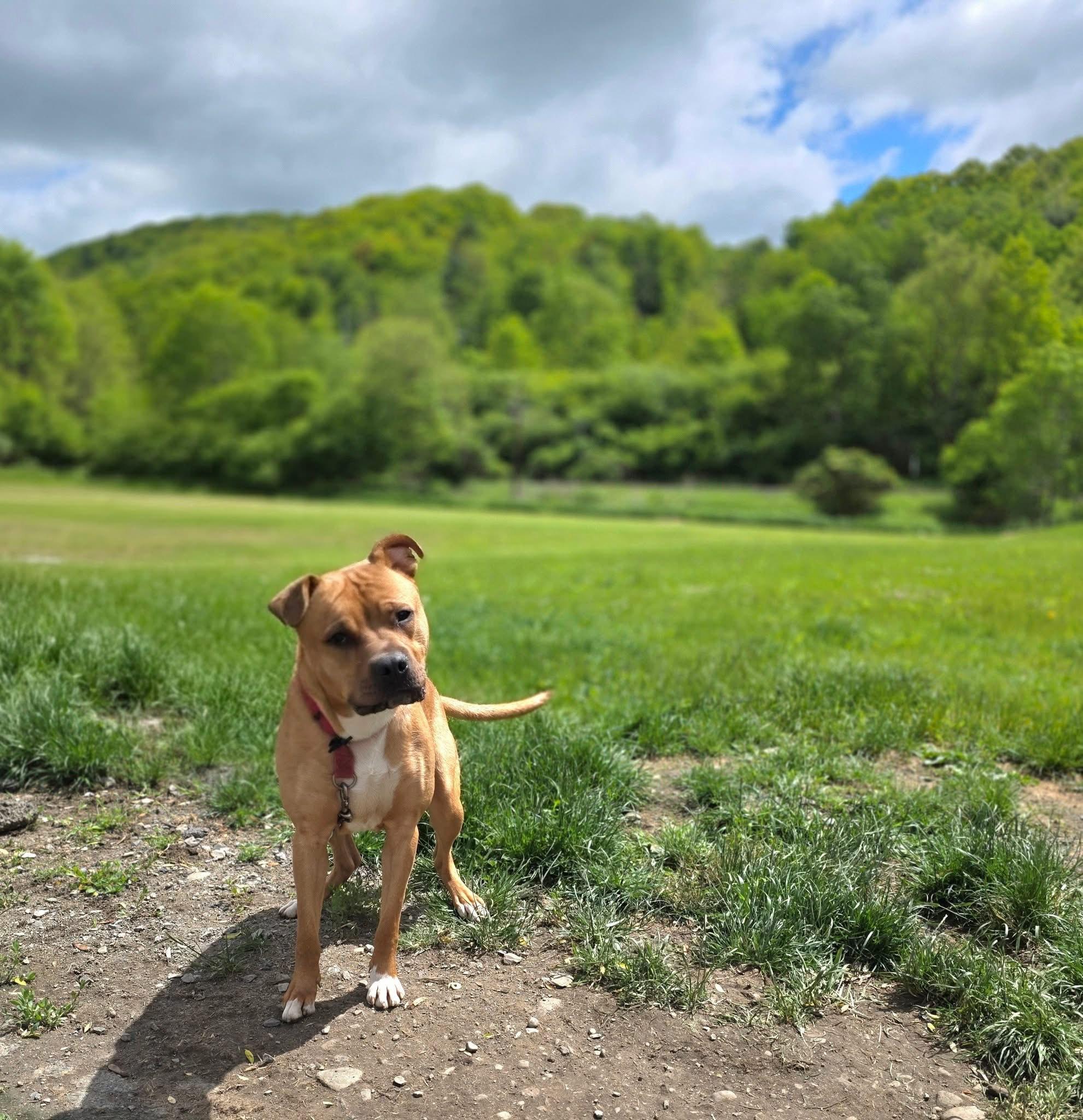 Joe *available for adoption special*