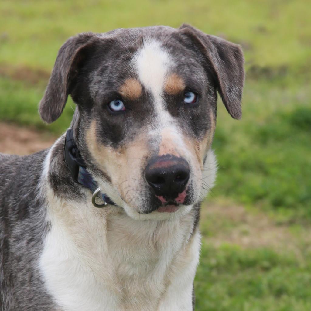 Duke of Love, Adoptable, Adult Male Catahoula Leopard Dog.