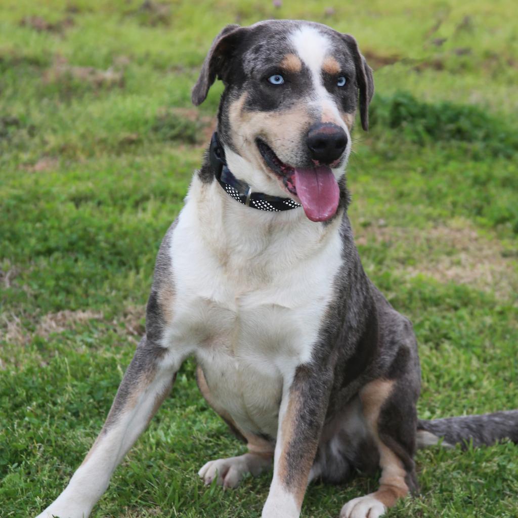 Duke of Love, a Adoptable Catahoula Leopard Dog in Natchitoches, LA image 2/5