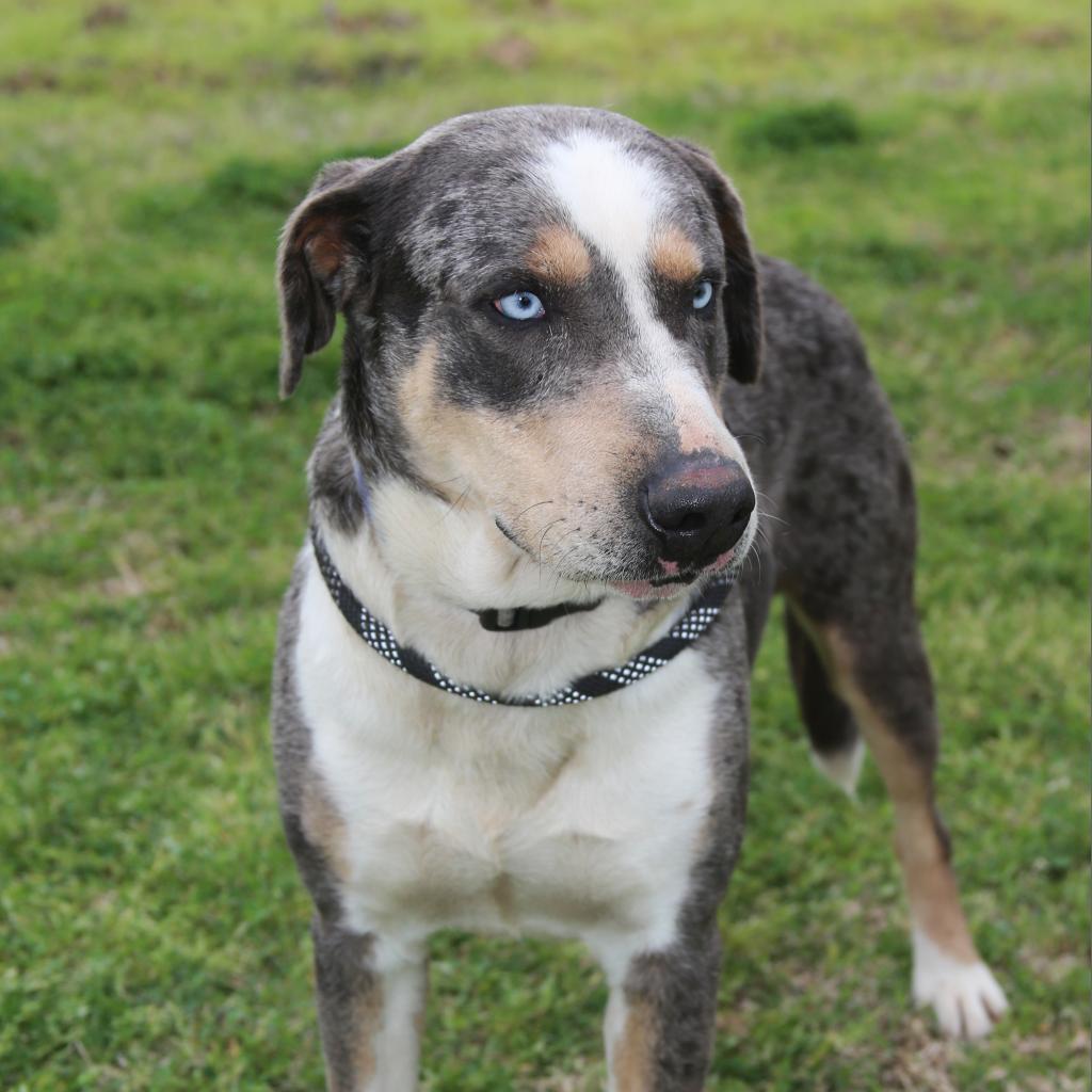 Duke of Love, a Adoptable Catahoula Leopard Dog in Natchitoches, LA image 3/5