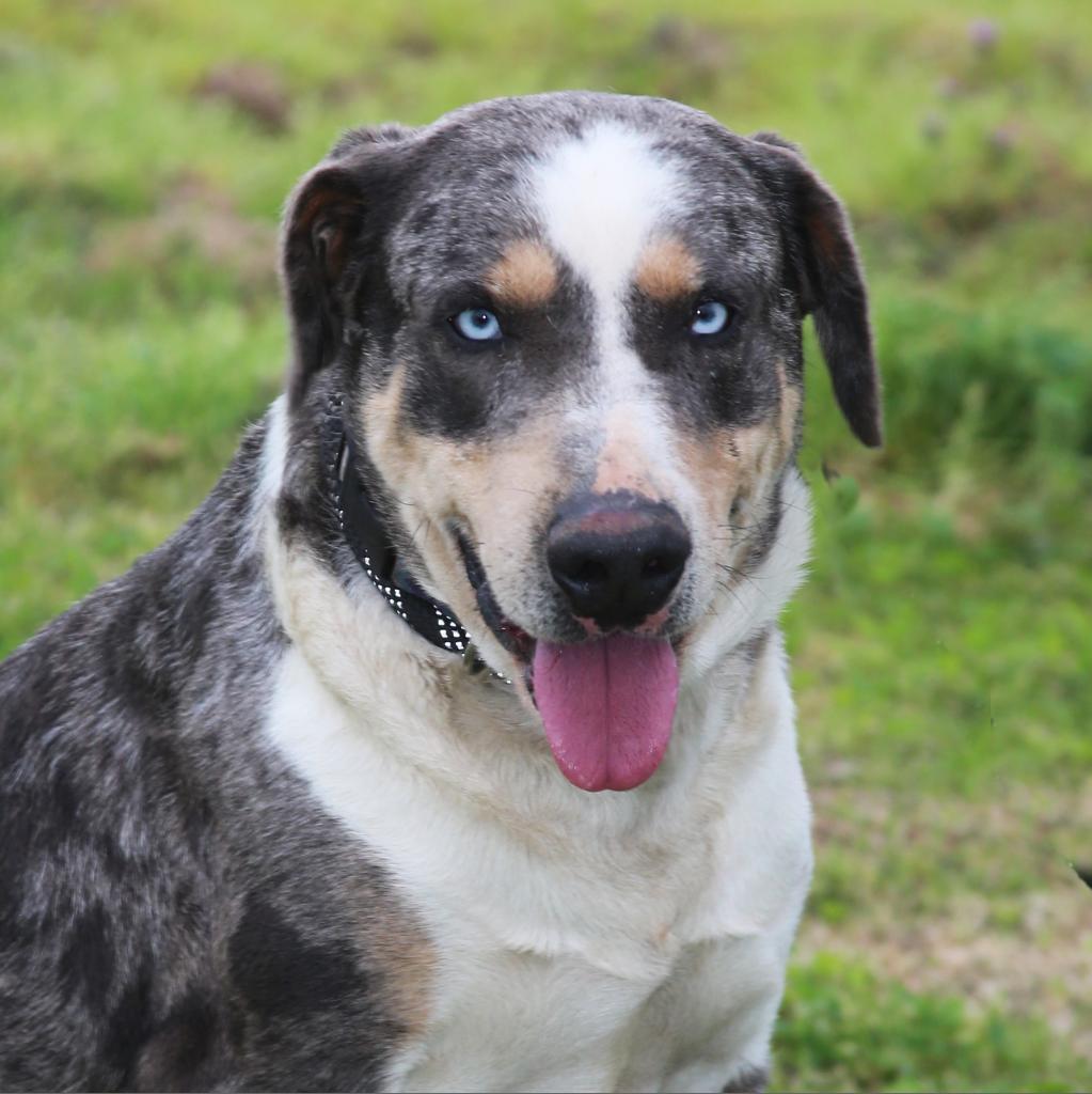 Duke of Love, a Adoptable Catahoula Leopard Dog in Natchitoches, LA image 5/5