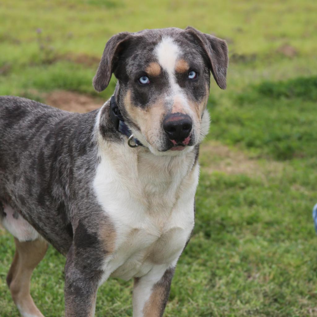 Duke of Love, a Adoptable Catahoula Leopard Dog in Natchitoches, LA image 4/5