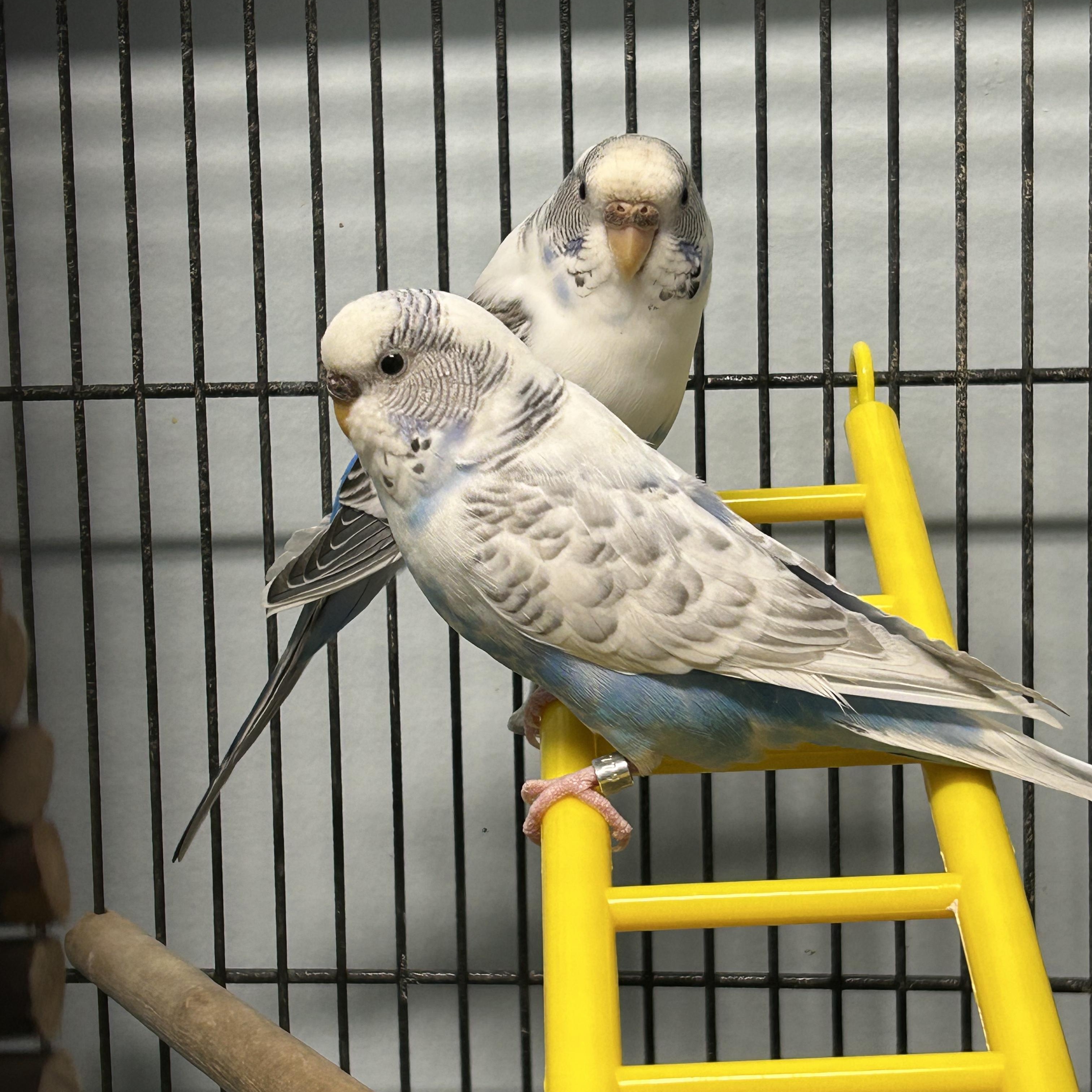 Betty & Augustine, a Adoptable Parakeet (Other) in Edgewood, MD image 3/6