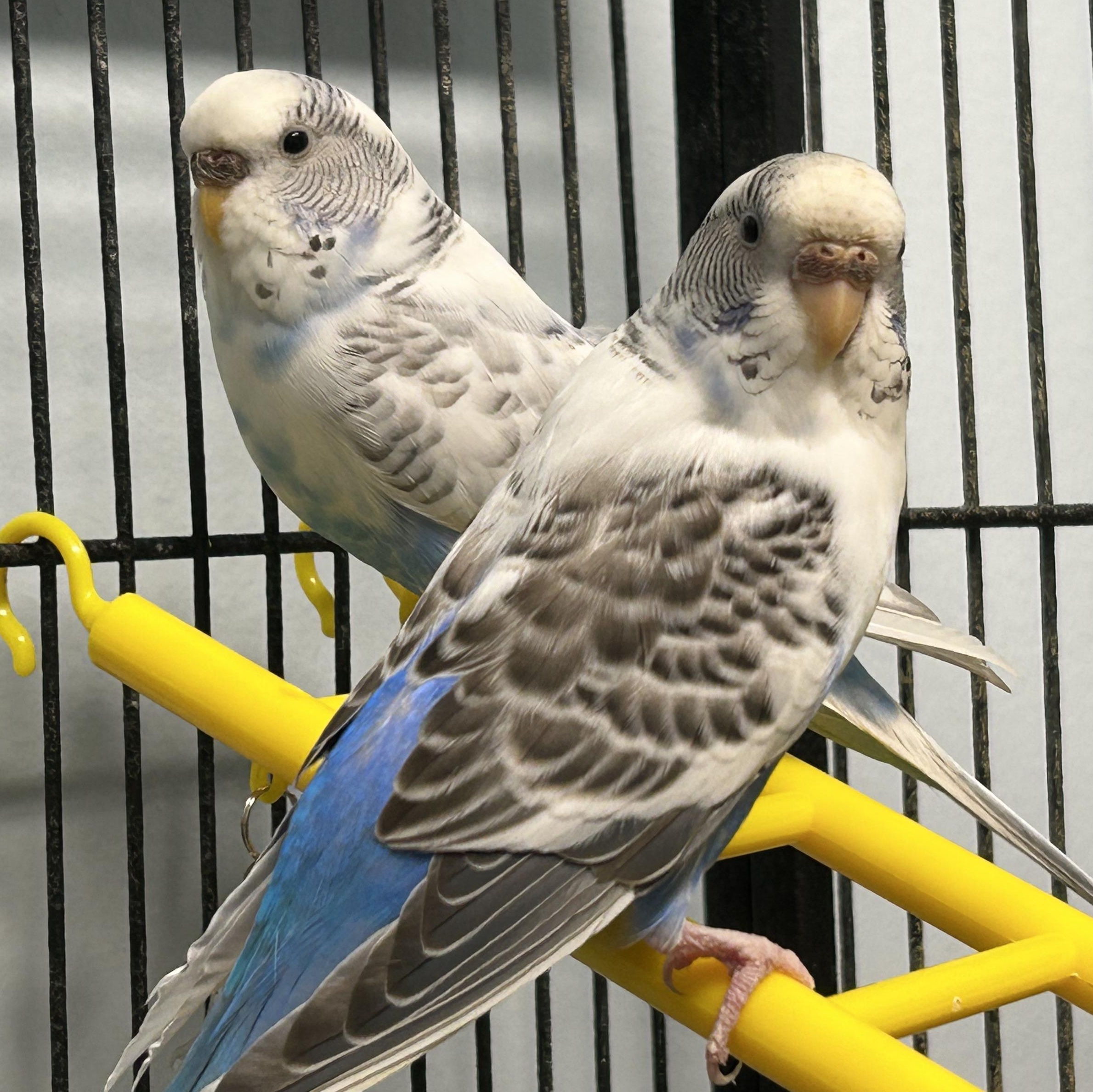 Betty & Augustine, a Adoptable Parakeet (Other) in Edgewood, MD image 5/6