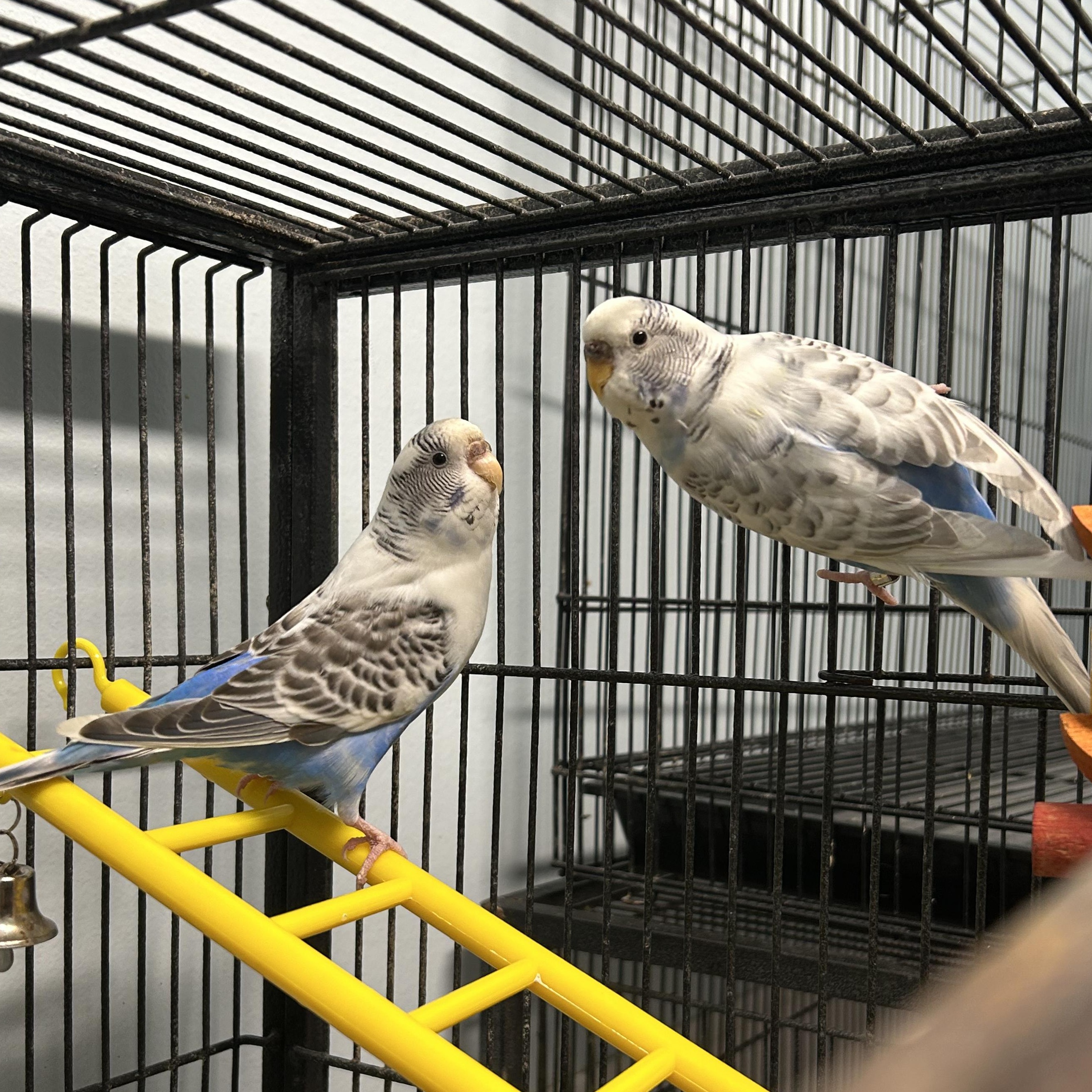 Betty & Augustine, a Adoptable Parakeet (Other) in Edgewood, MD image 6/6