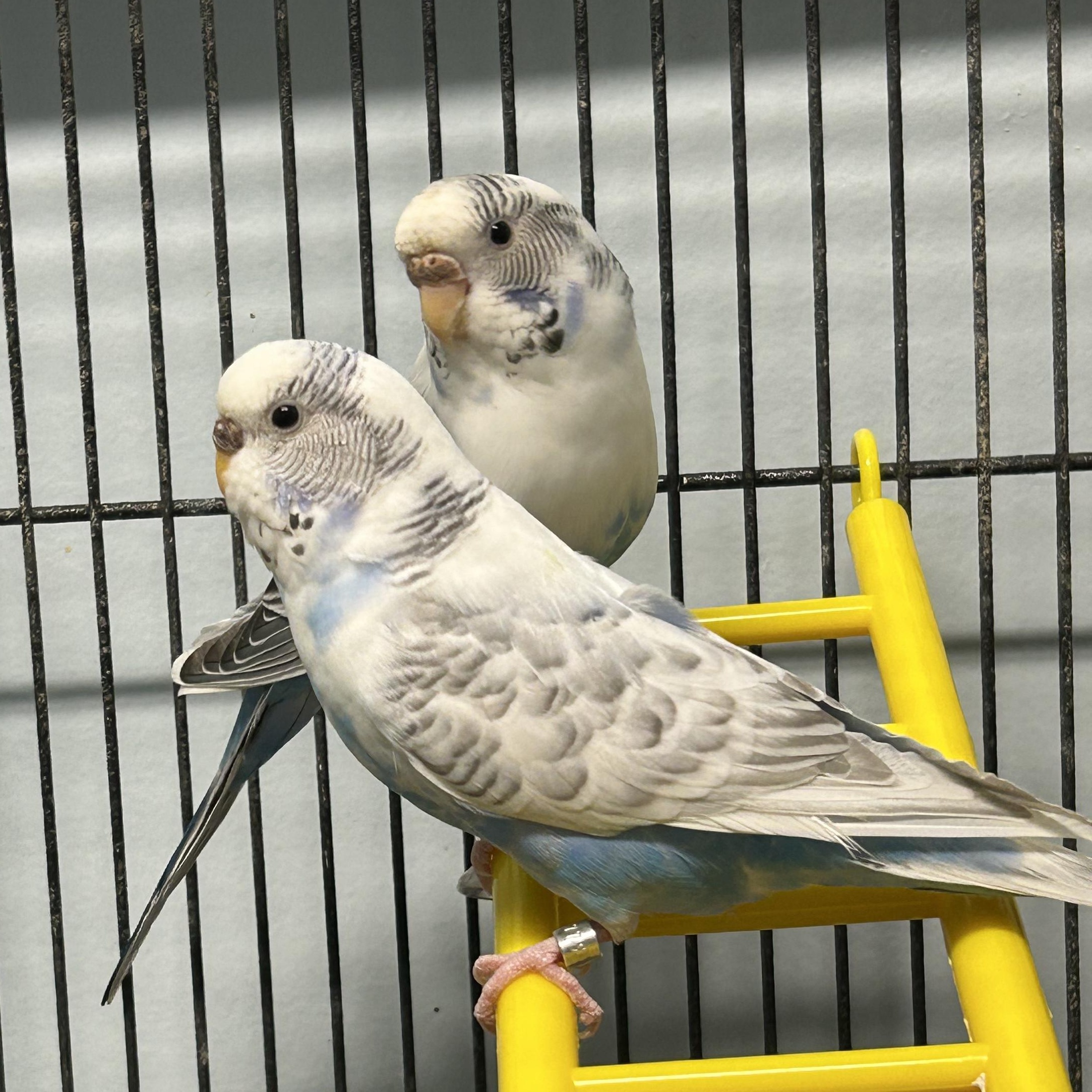 Betty & Augustine, a Adoptable Parakeet (Other) in Edgewood, MD image 2/6