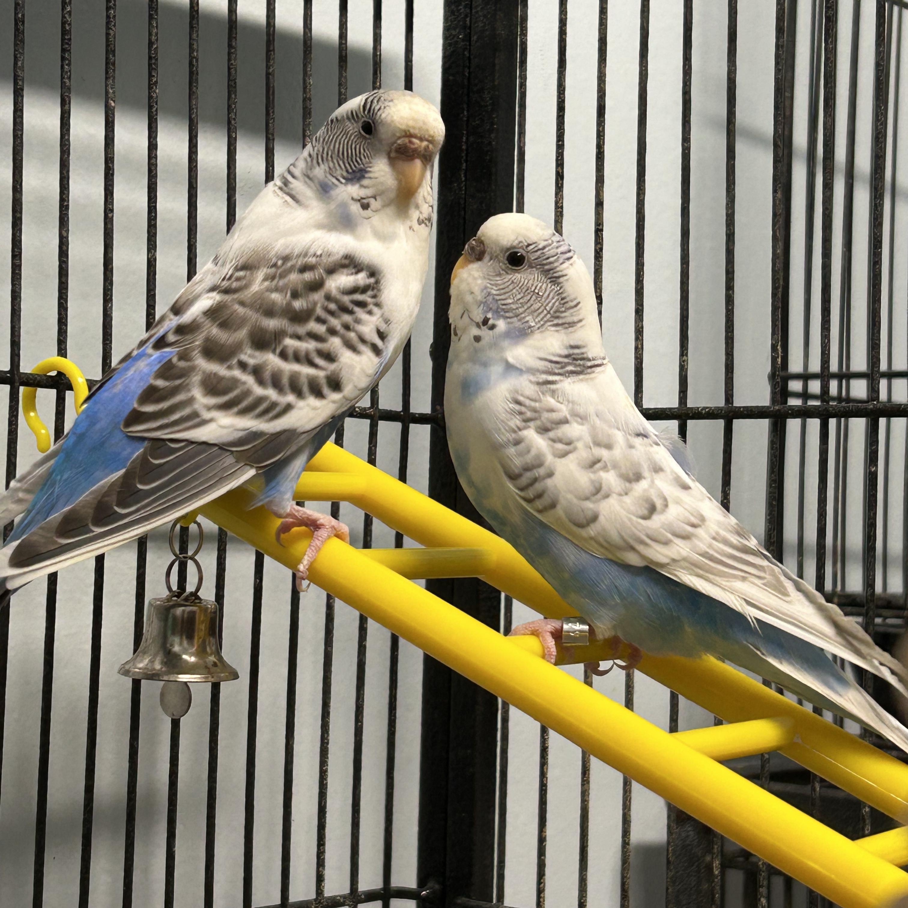Betty & Augustine, a Adoptable Parakeet (Other) in Edgewood, MD image 4/6