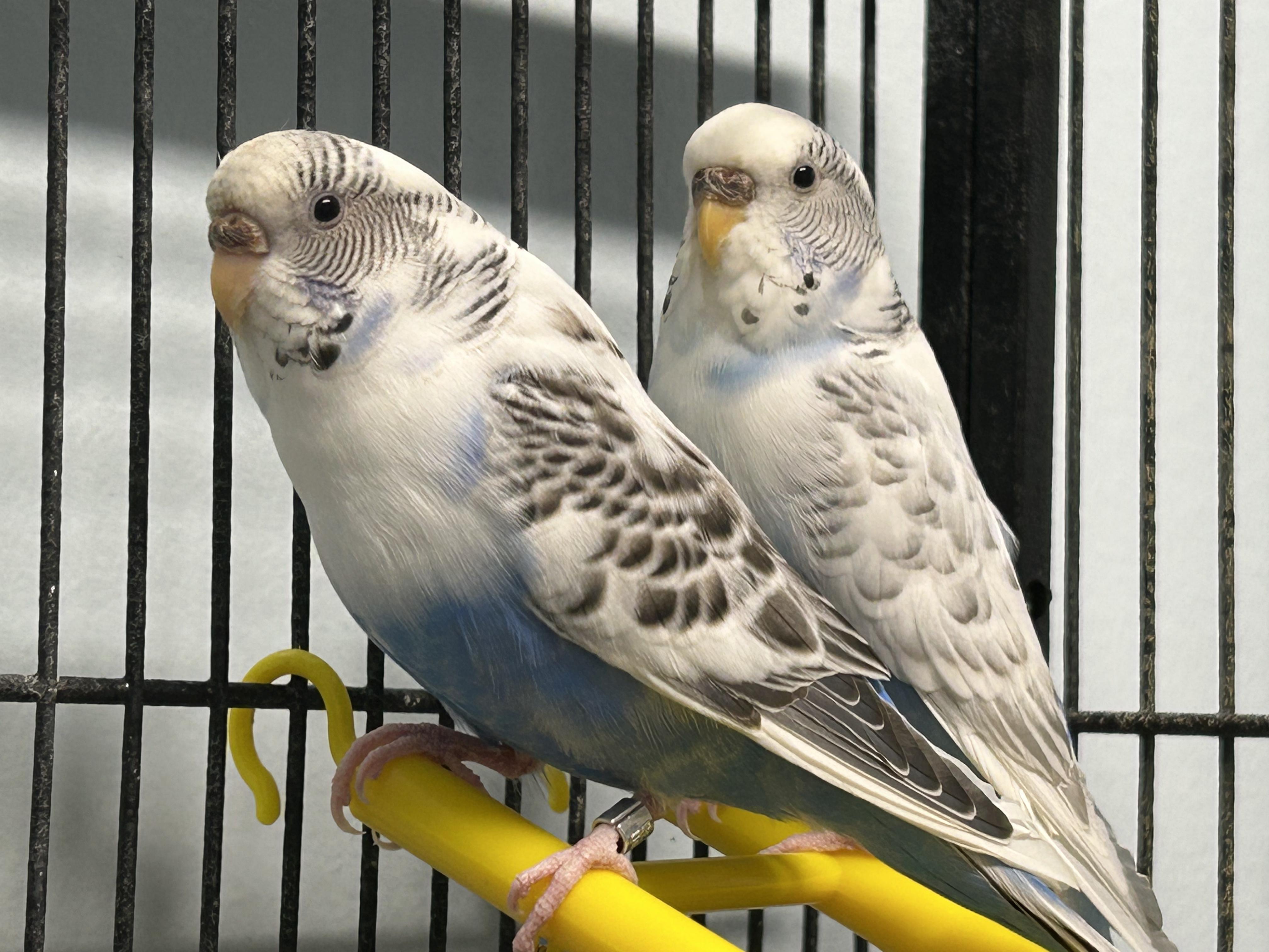 Betty & Augustine, a Adoptable Parakeet (Other) in Edgewood, MD image 1/6