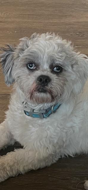 MARSHALL, Adoptable, Young Male Shih Tzu.