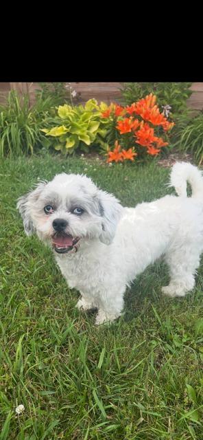 MARSHALL, a Adoptable Shih Tzu in Newaygo, MI image 2/2