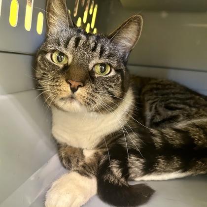 Cyndi Lauper, Adoptable, Adult Female Domestic Short Hair & Domestic Short Hair.
