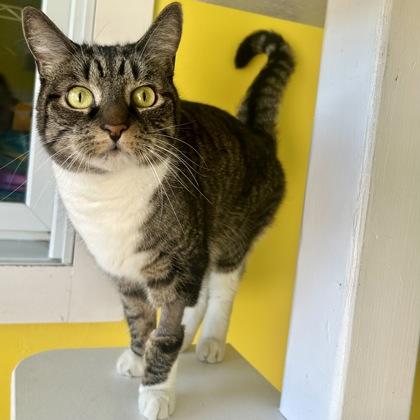 Cyndi Lauper, a Adoptable mixed breed in East Montpelier, VT image 2/2