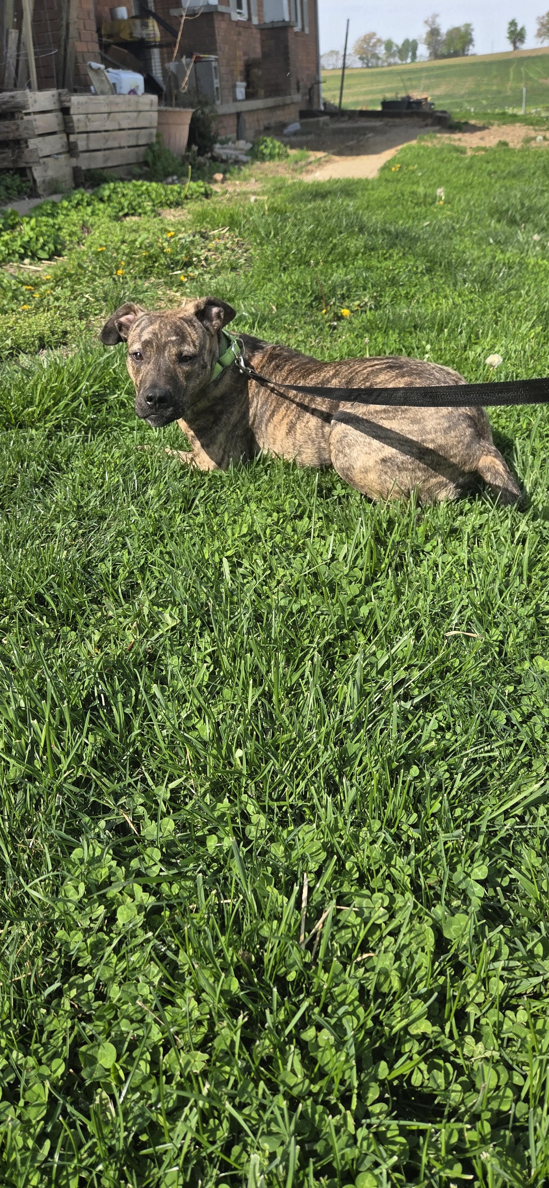 Enlarge Dove, an adoptable mixed breed in Evansville, IN image 3/3