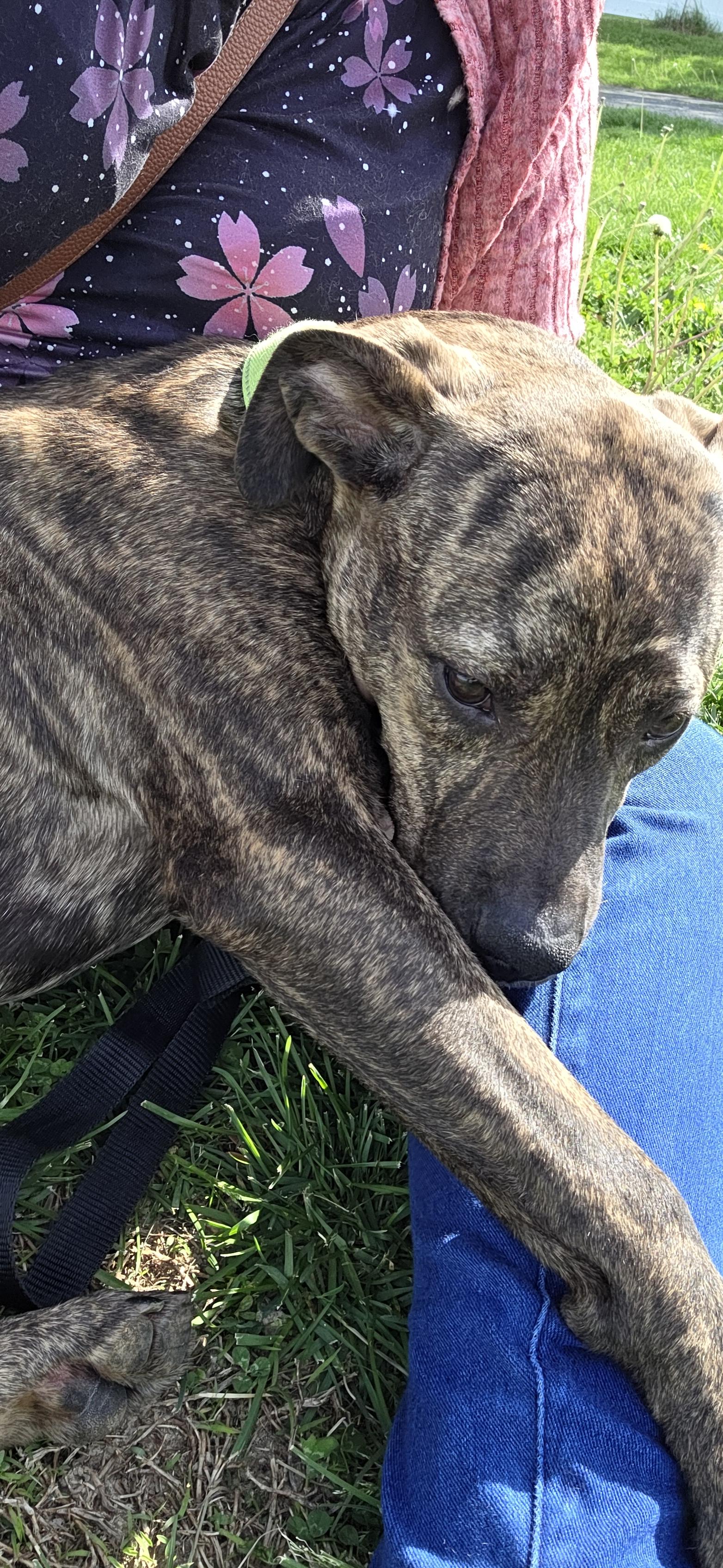 Enlarge Dove, an adoptable mixed breed in Evansville, IN image 2/3