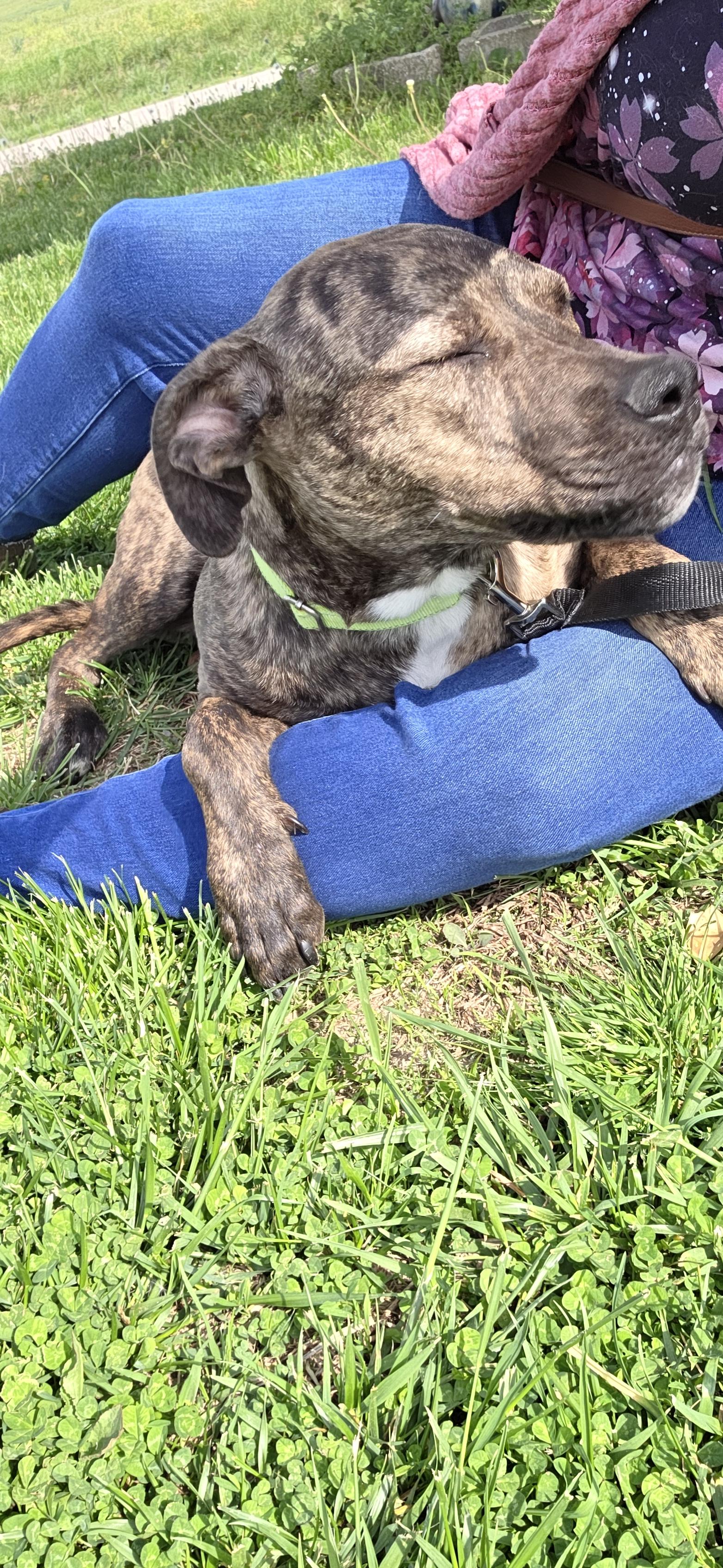 Dove, adoptable, Young Female Boxer.
