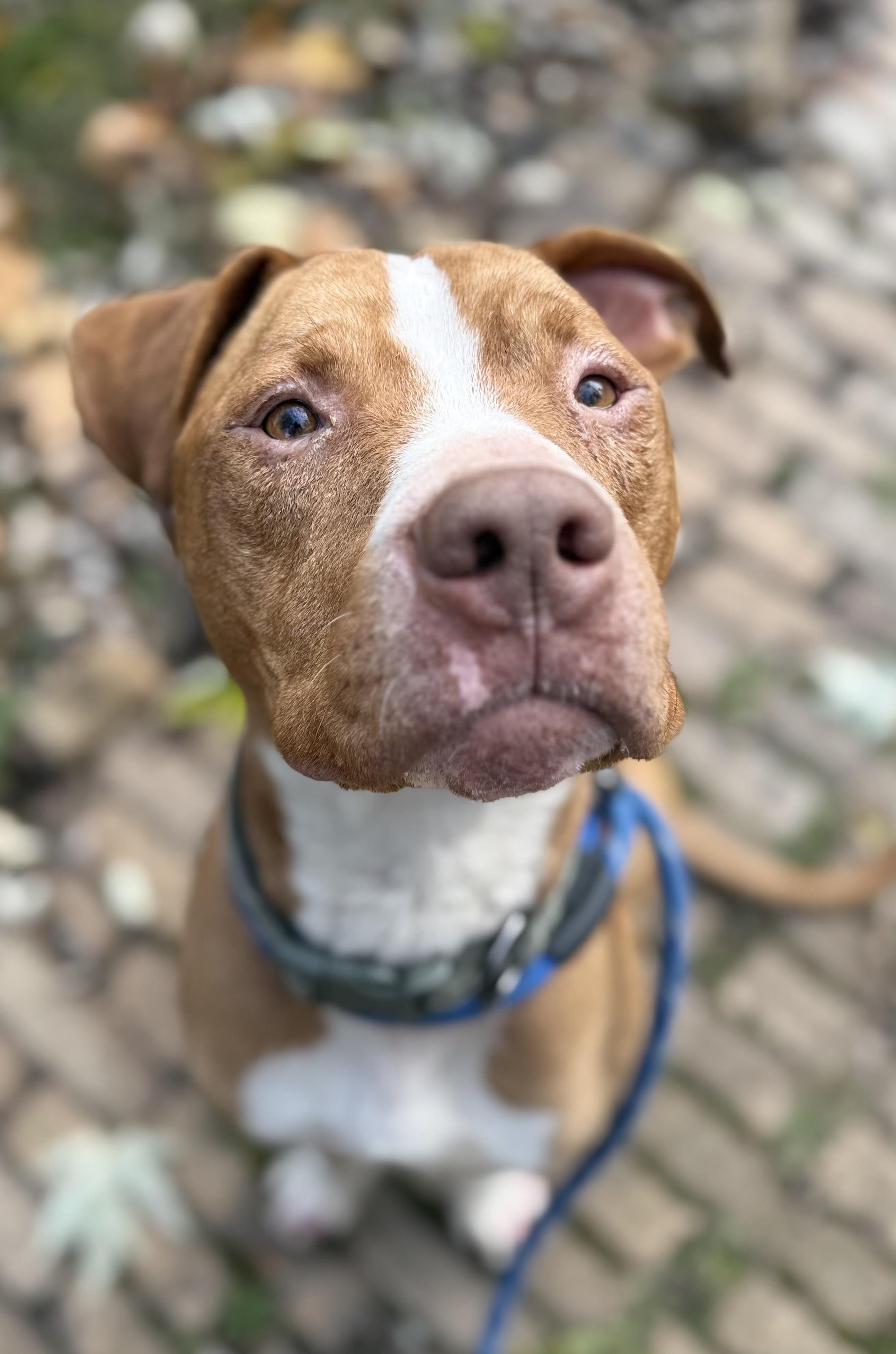 Fletcher, Adoptable, Adult Male Mixed Breed.