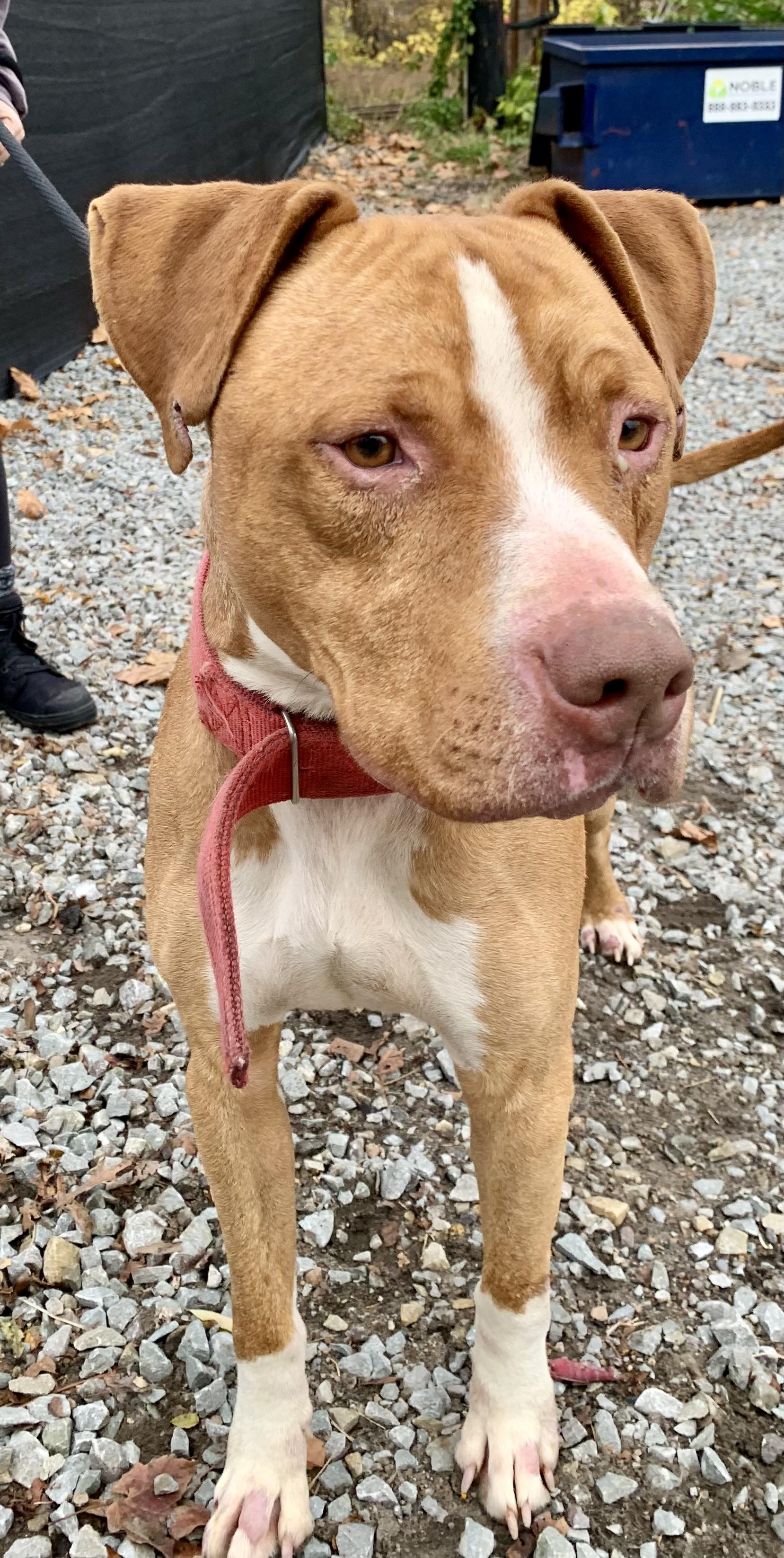 Enlarge Fletcher, a Adoptable Mixed Breed in McKeesport, PA image 2/6