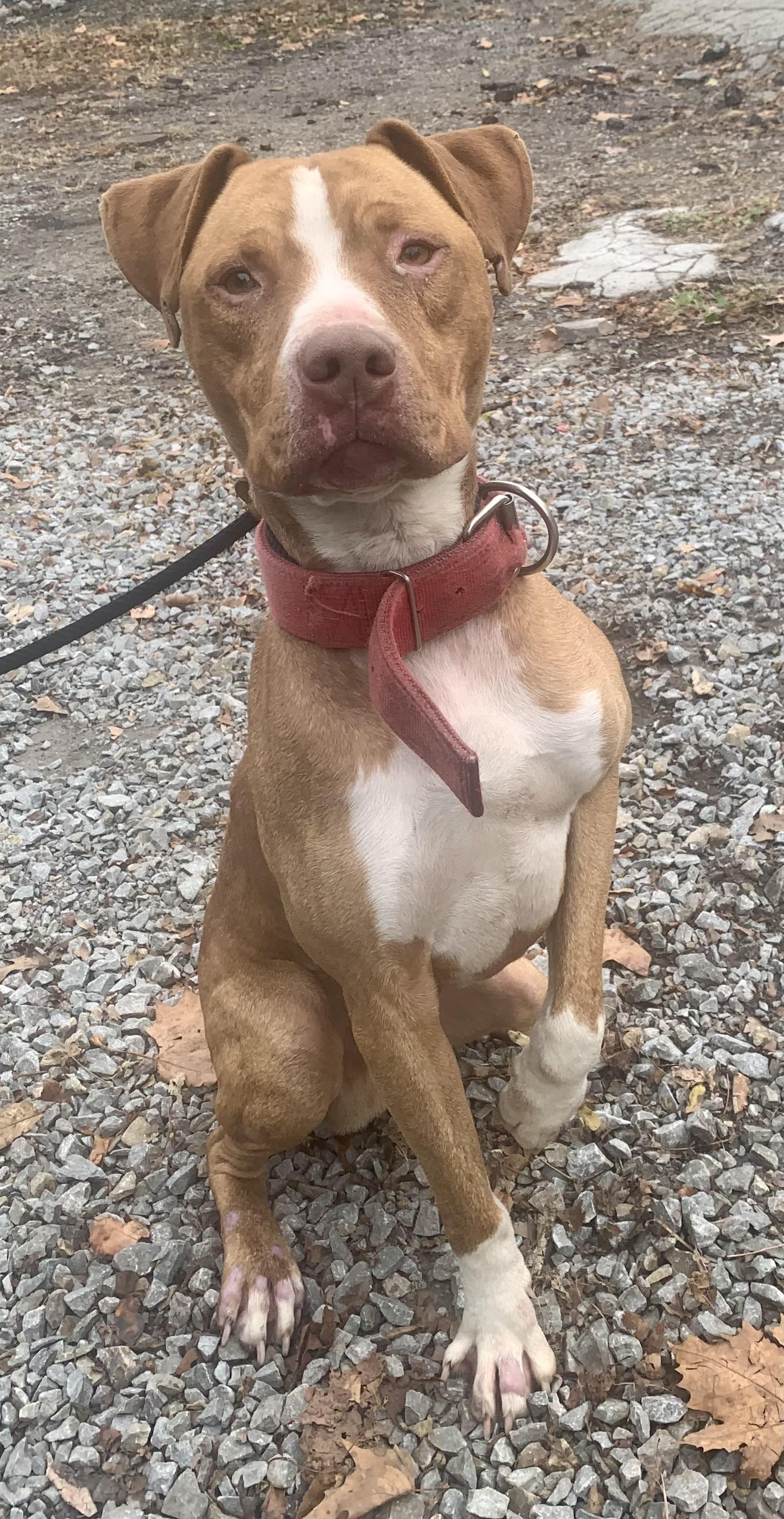 Enlarge Fletcher, a Adoptable Mixed Breed in McKeesport, PA image 3/6